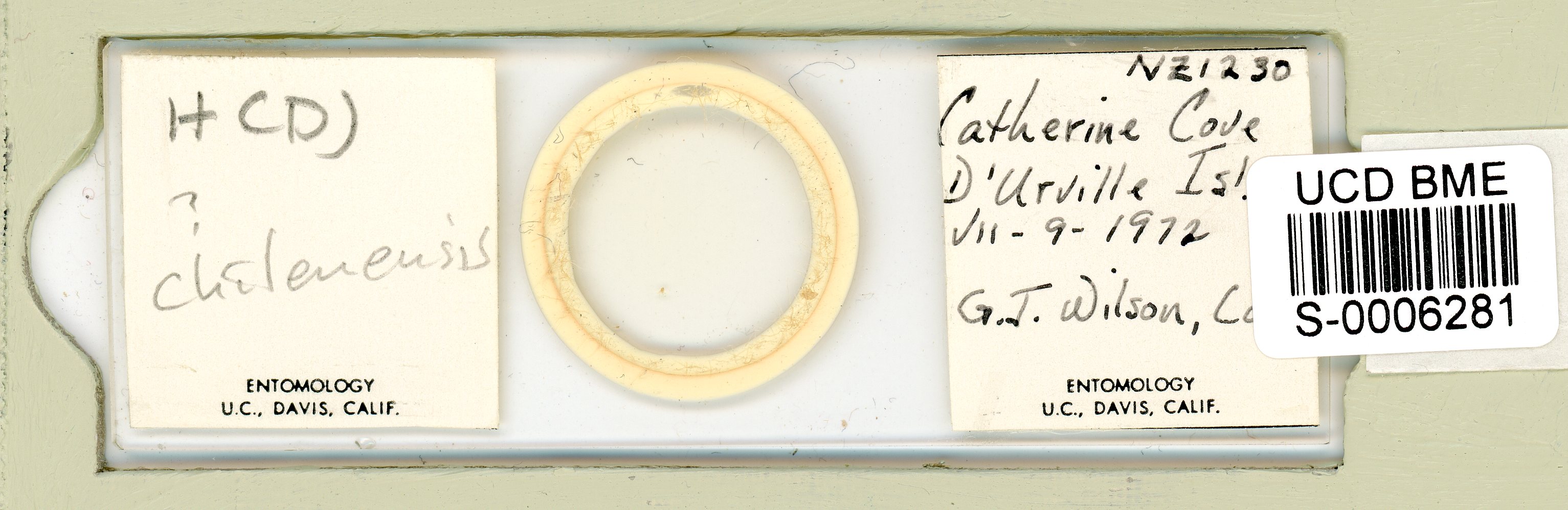 Diphascon chilenense image