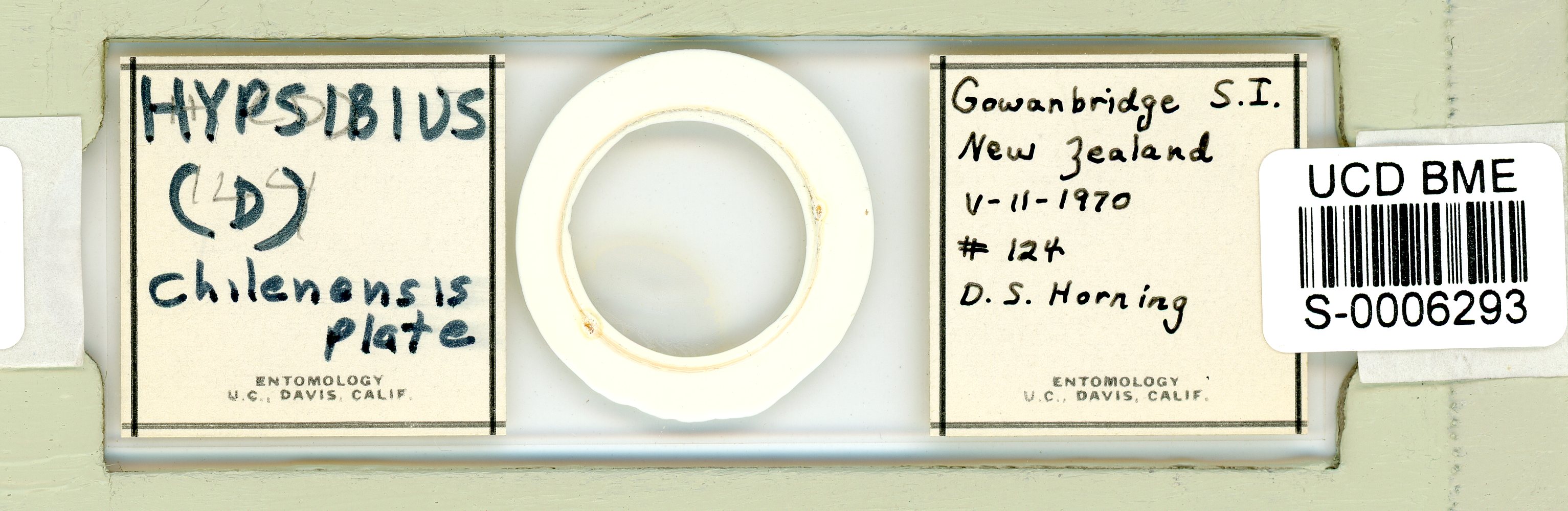Diphascon chilenense image