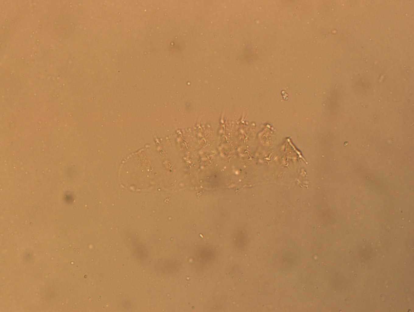 Calohypsibius ornatus image