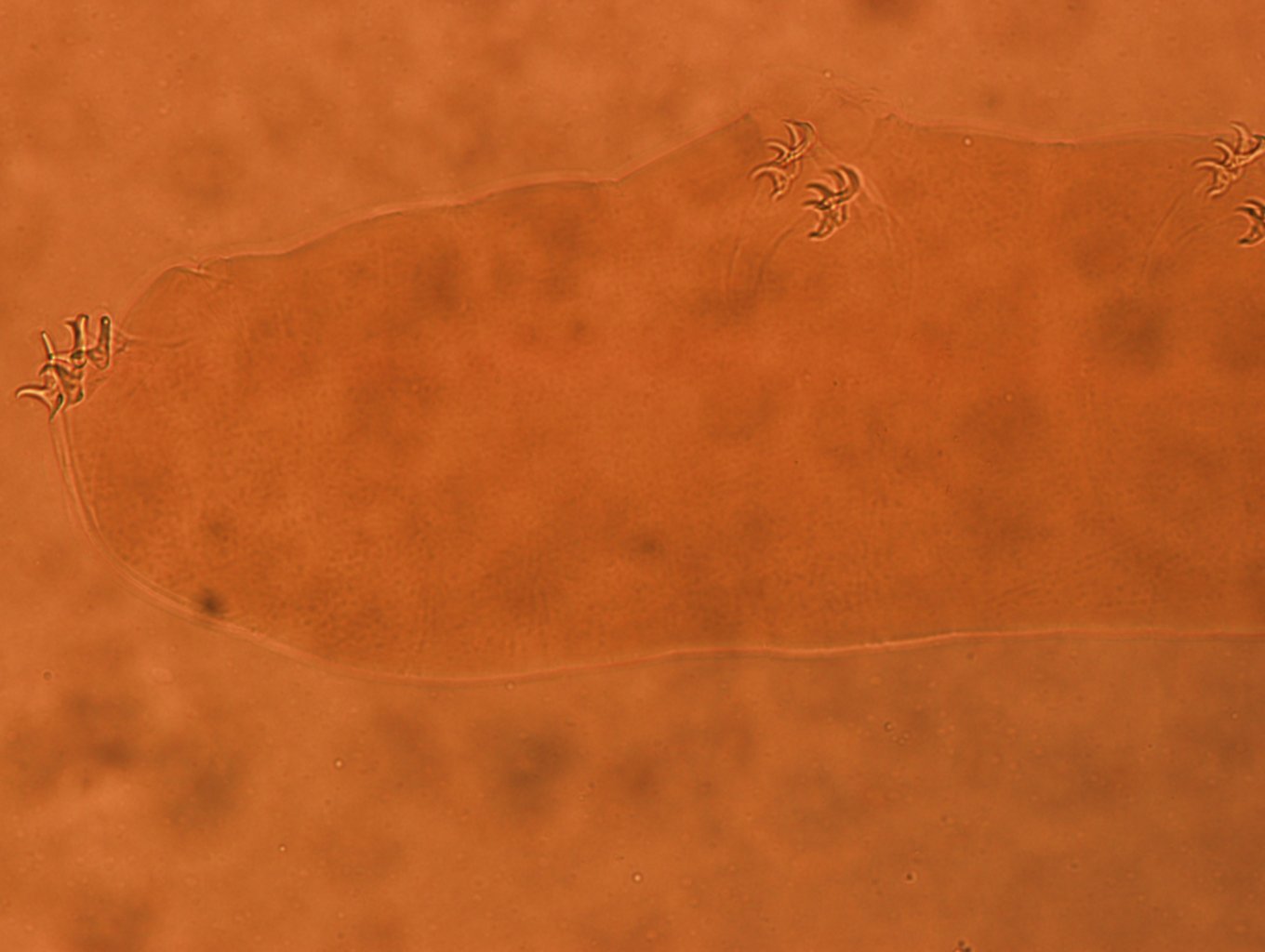 Adropion belgicae image