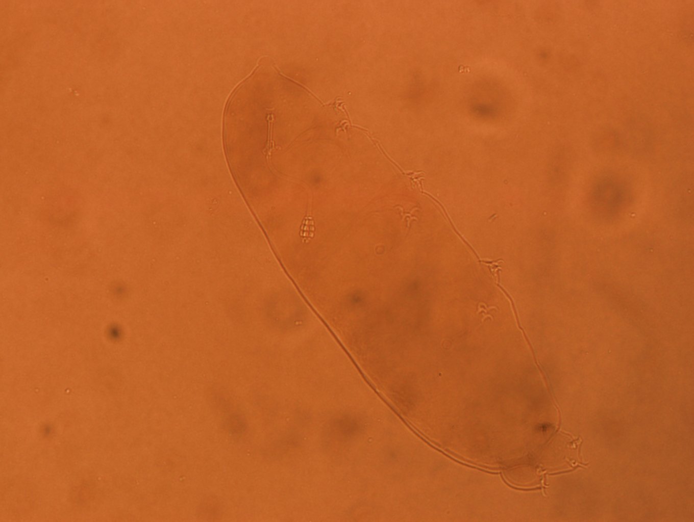 Diphascon chilenense image