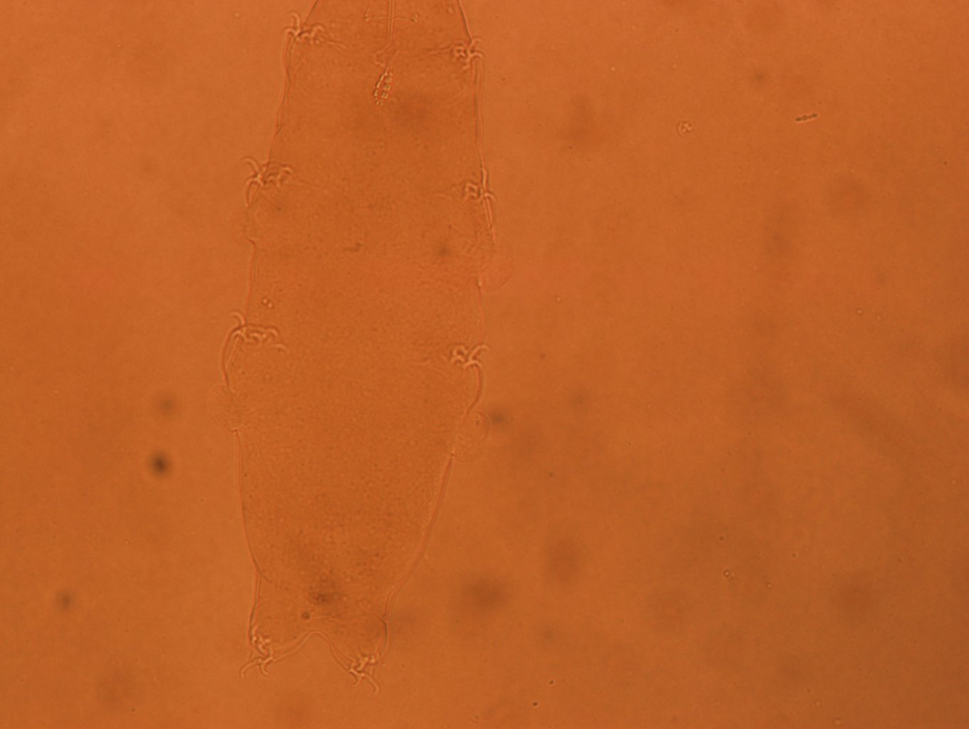 Diphascon chilenense image