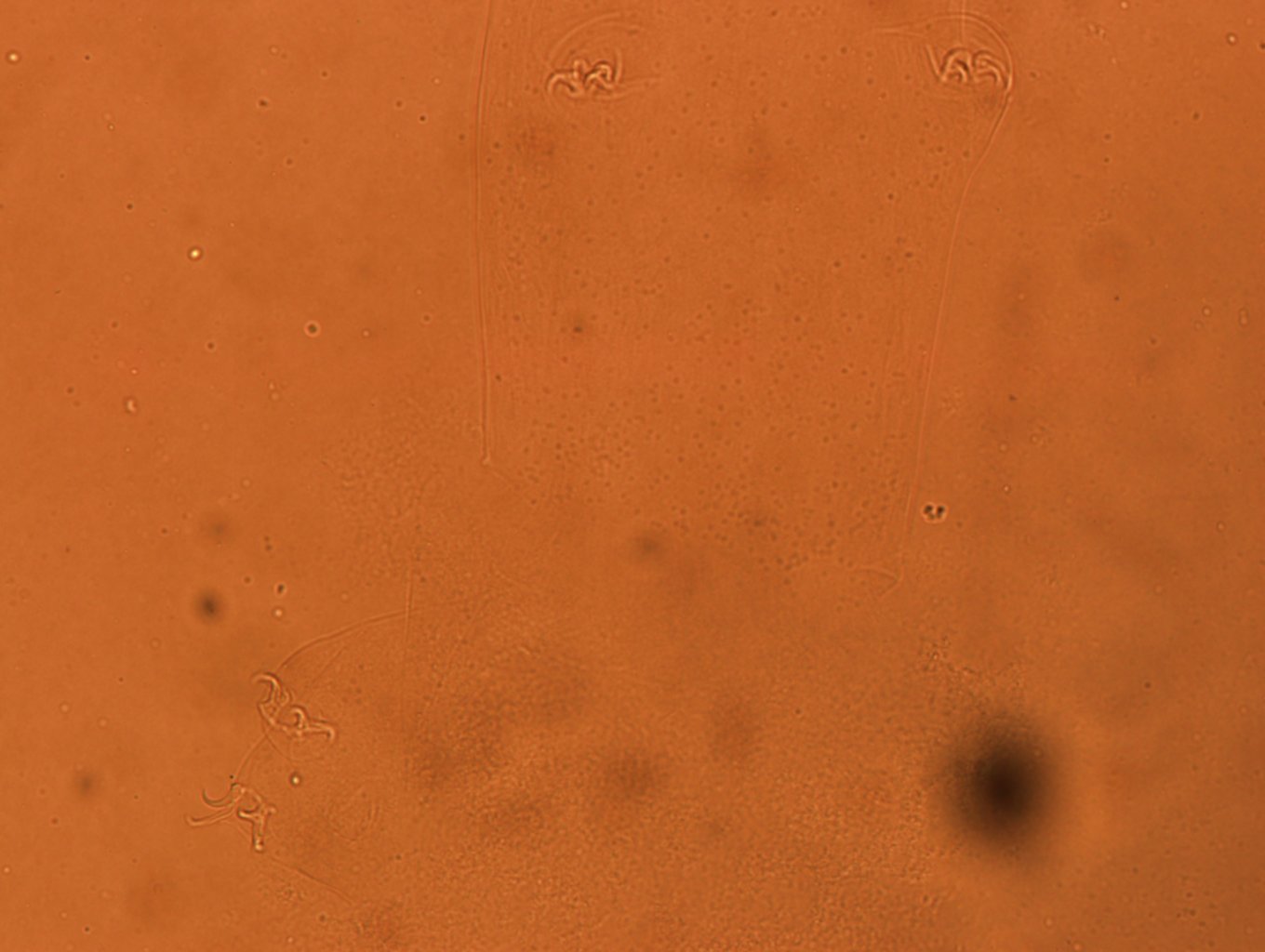 Diphascon nobilei image