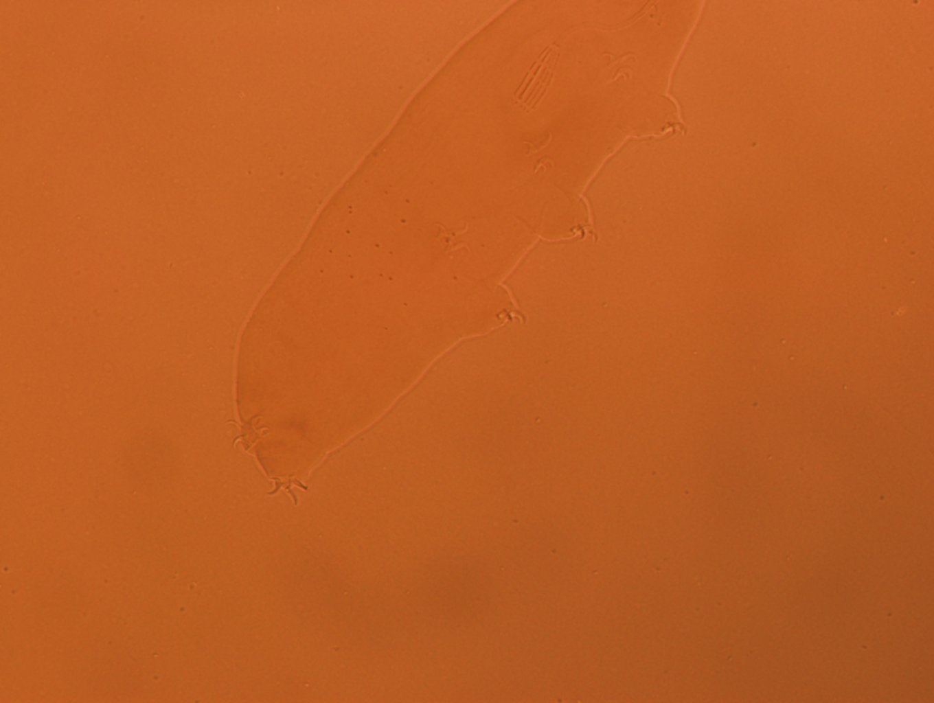 Adropion scoticum image