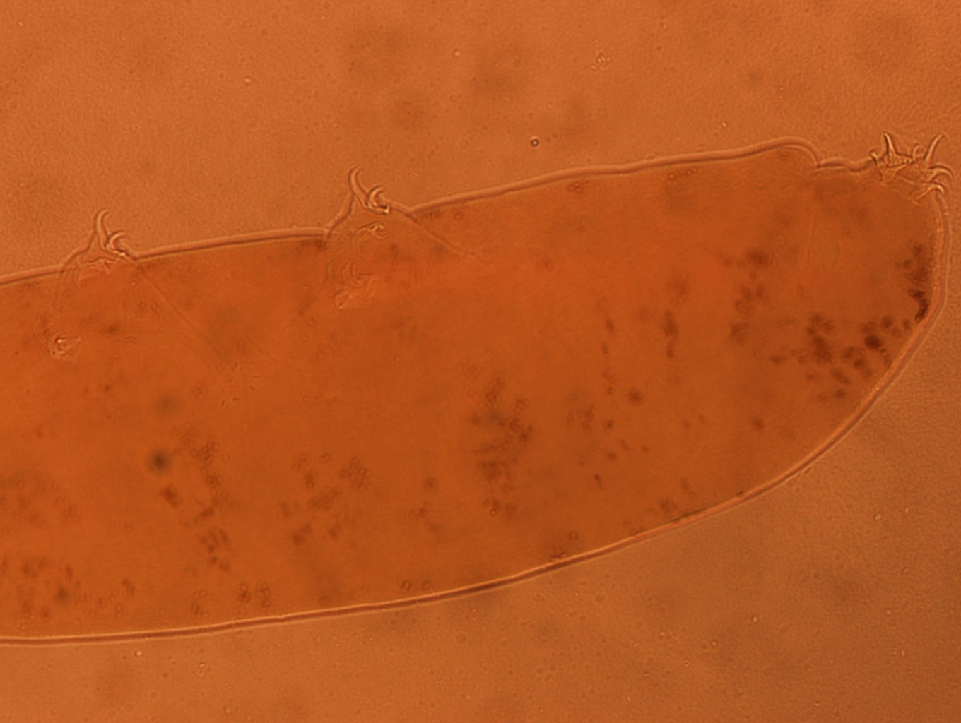 Adropion image