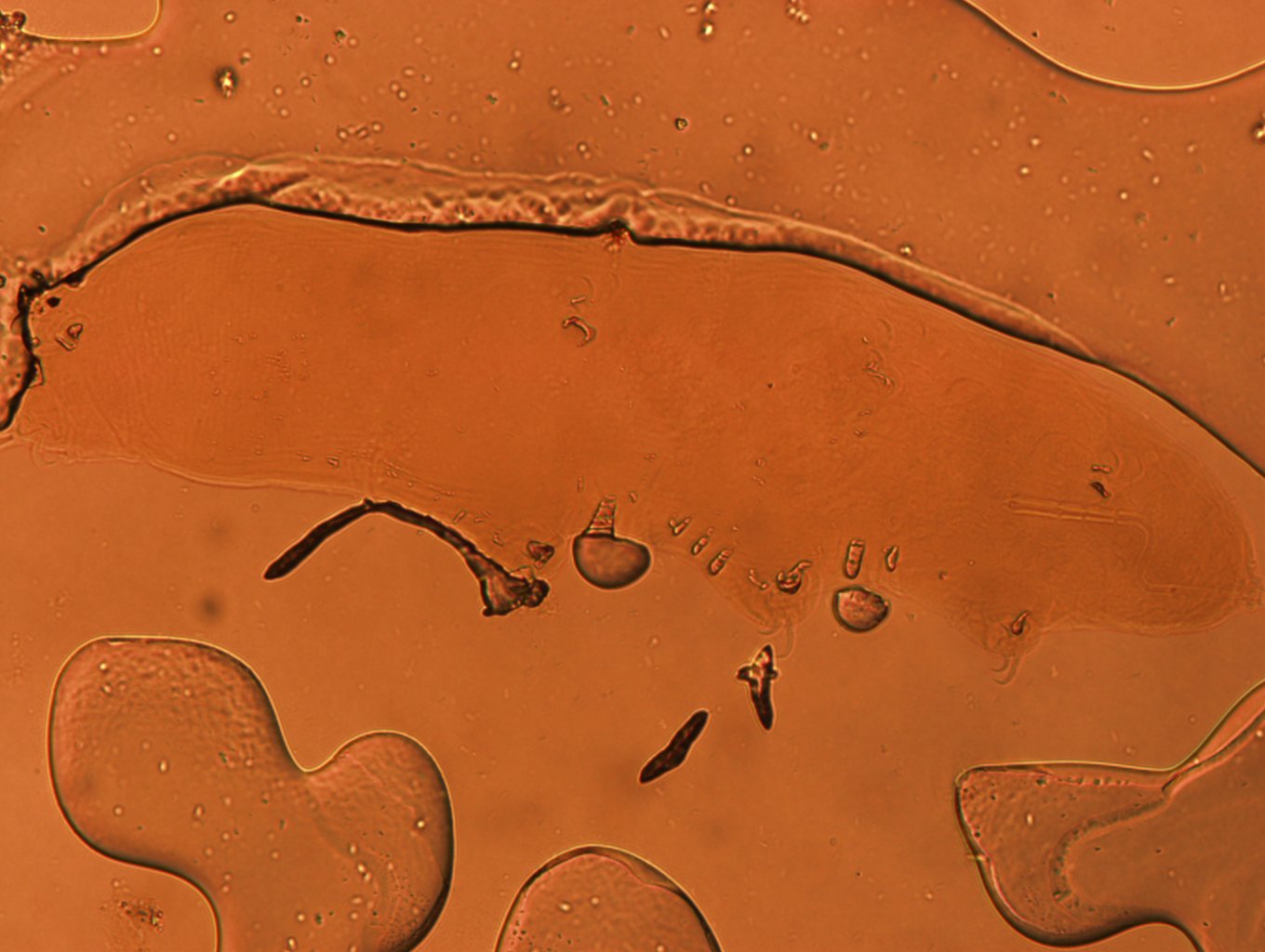 Adropion scoticum image