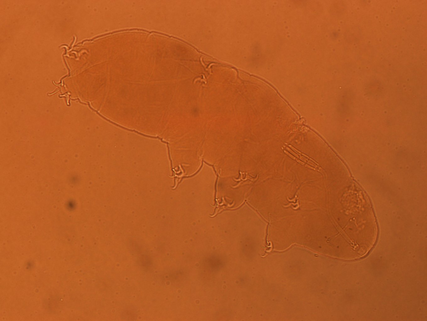 Adropion scoticum image