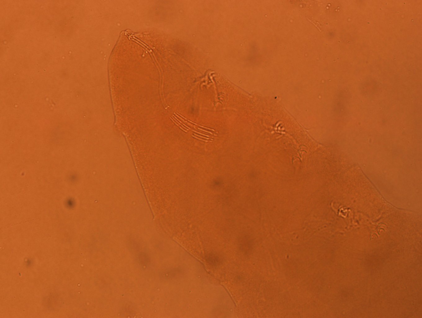Adropion scoticum image