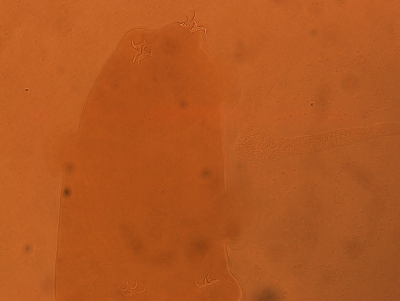 Adropion scoticum image