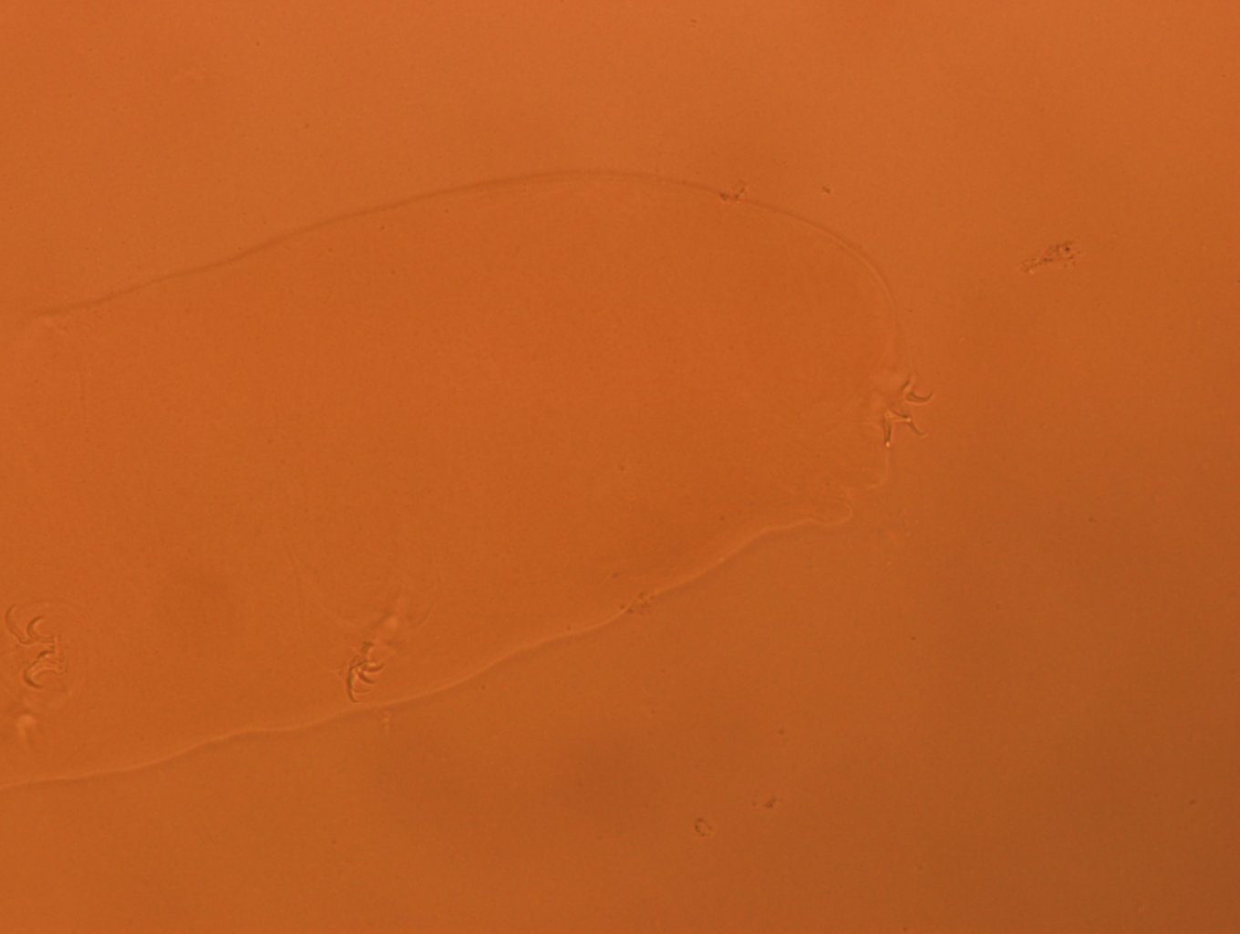 Adropion scoticum image