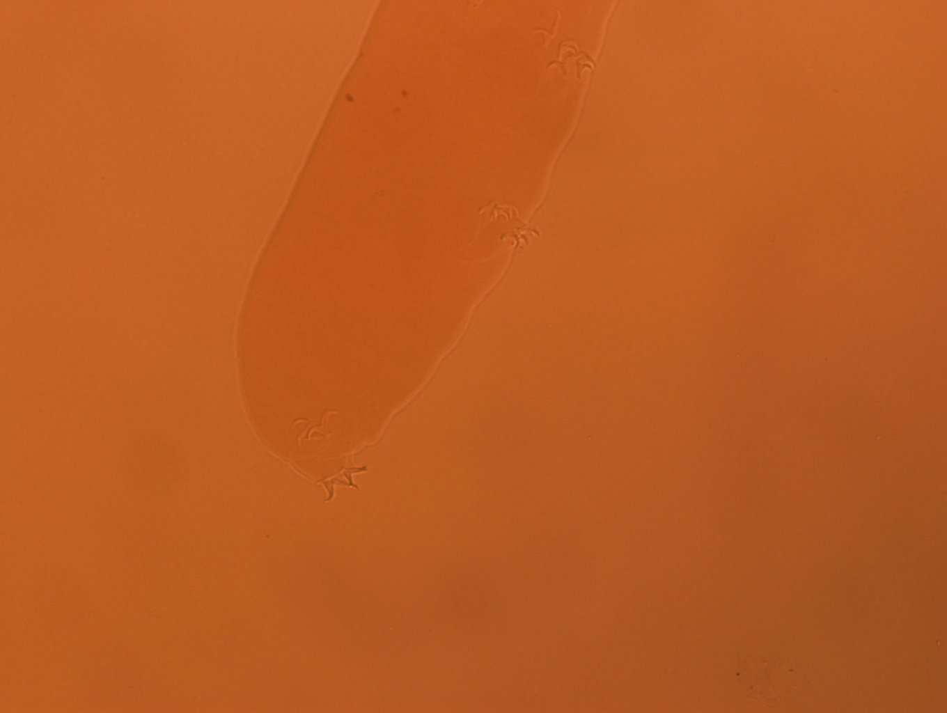 Adropion scoticum image