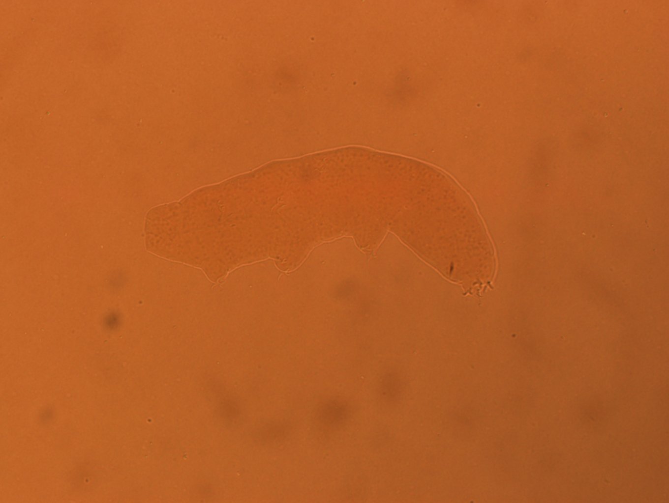 Itaquascon simplex image