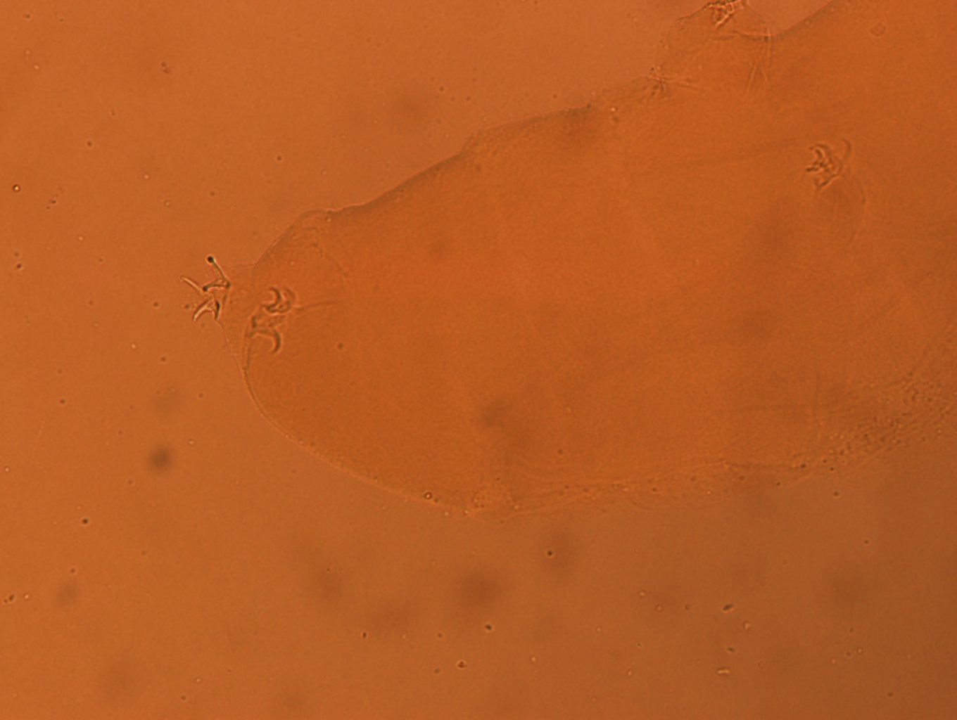 Itaquascon simplex image