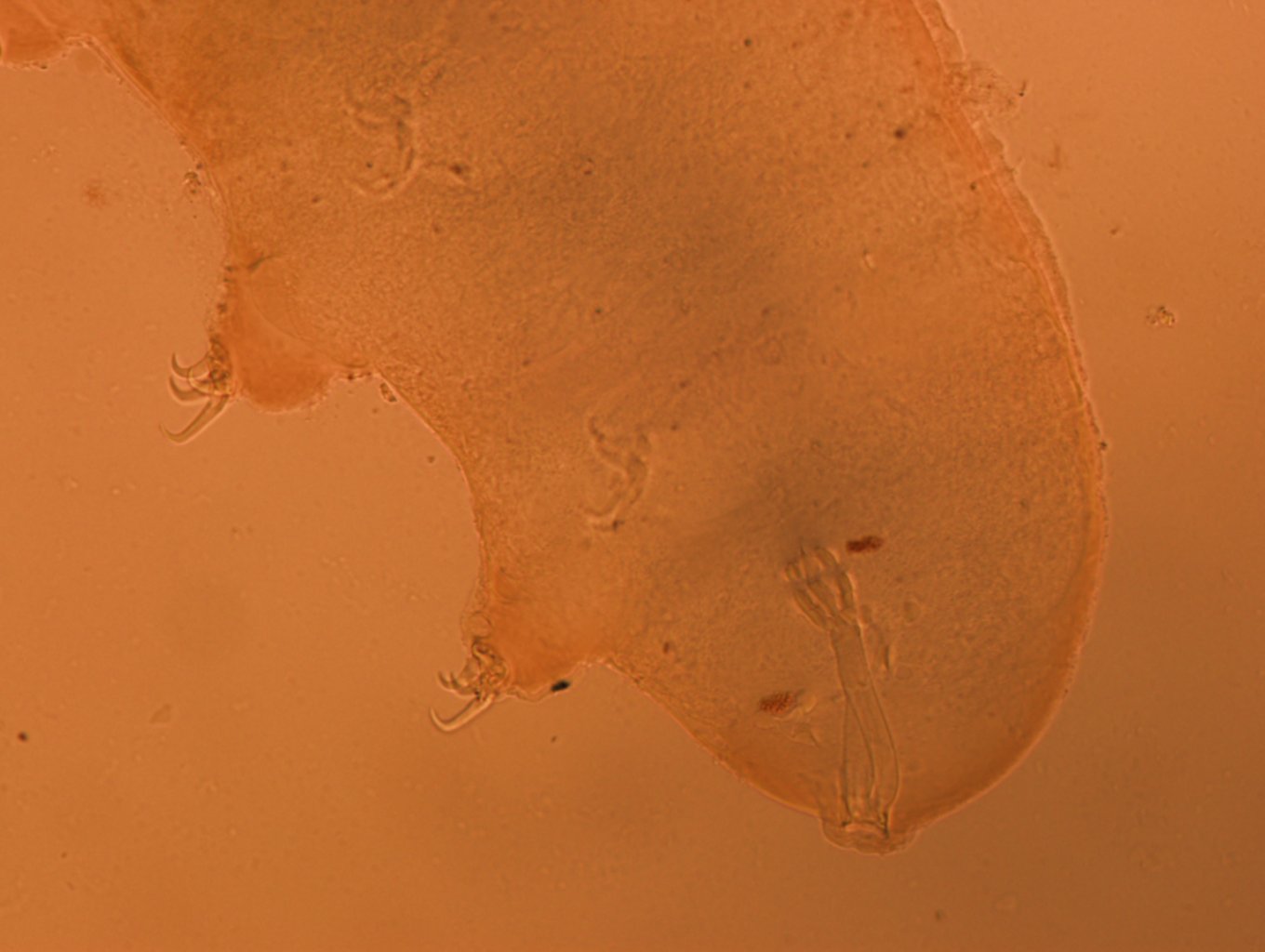 Doryphoribius flavus image