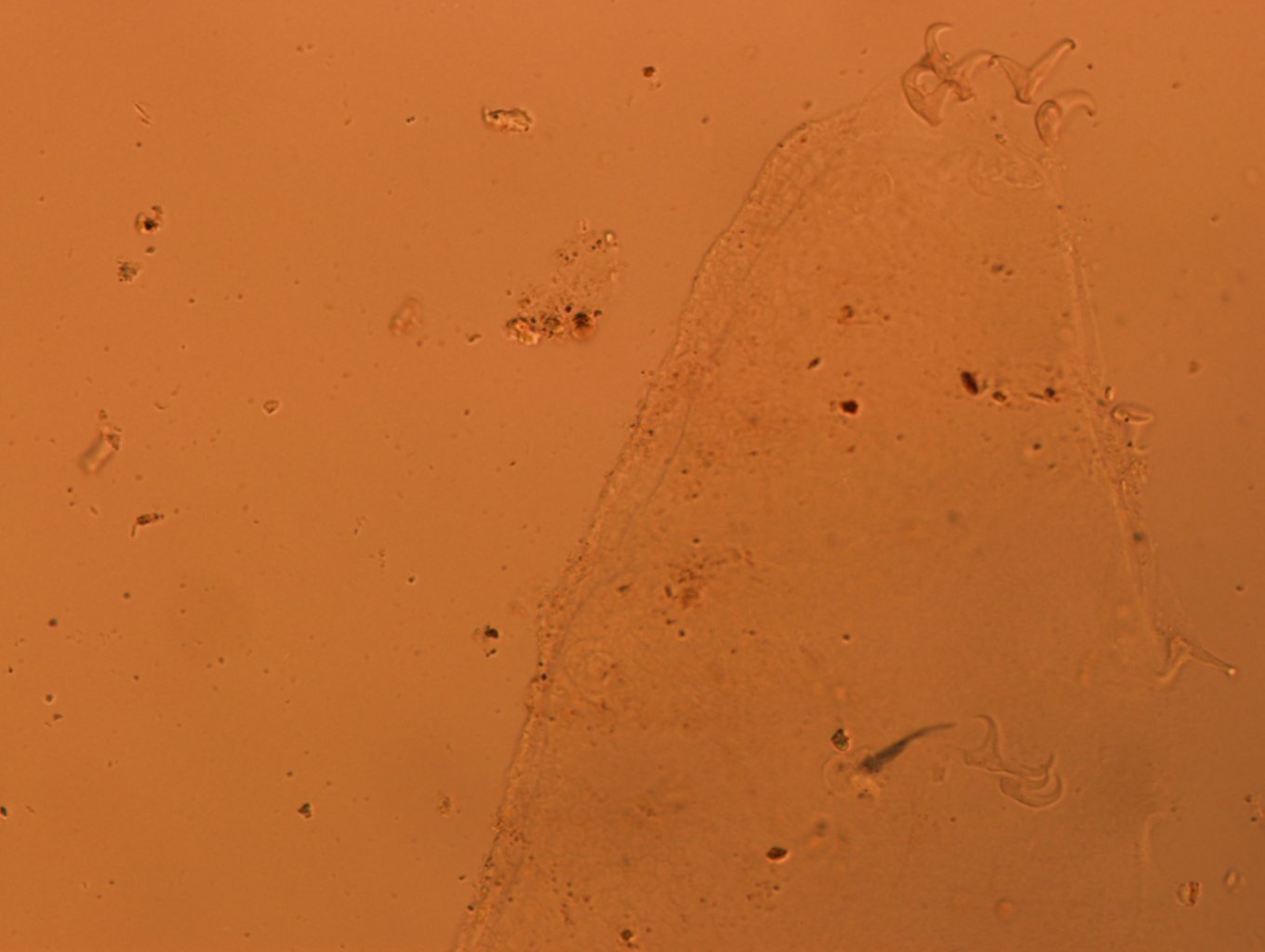 Doryphoribius flavus image