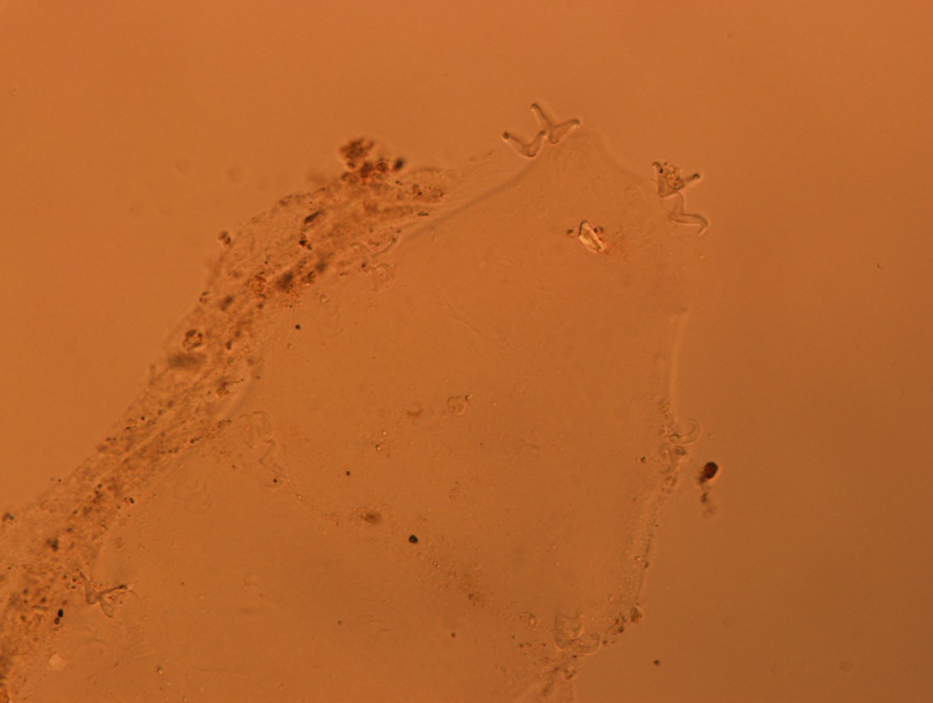 Doryphoribius flavus image