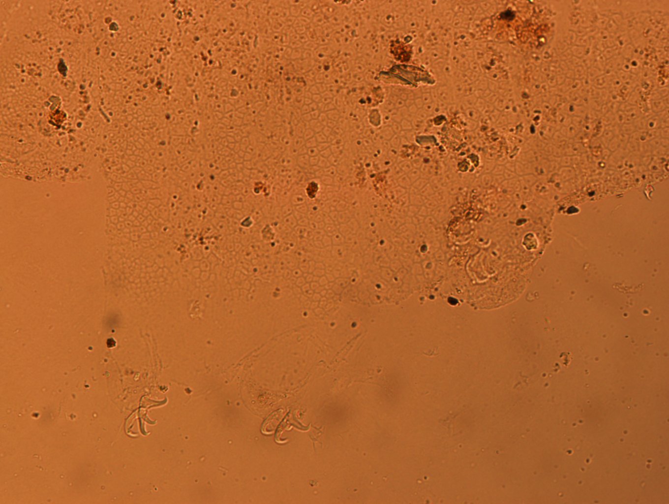 Doryphoribius flavus image