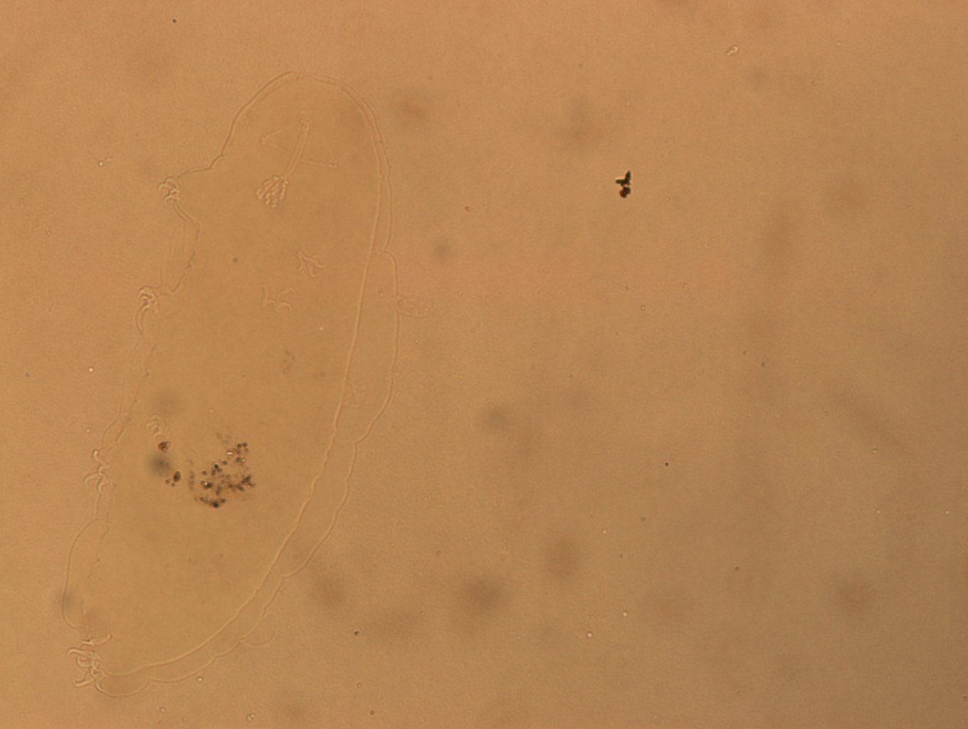 Hypsibius convergens image