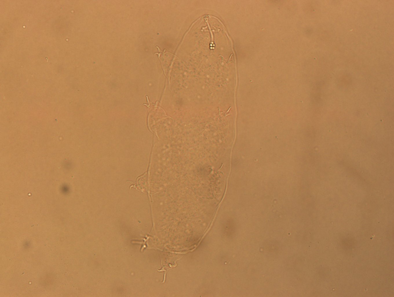 Hypsibius convergens image