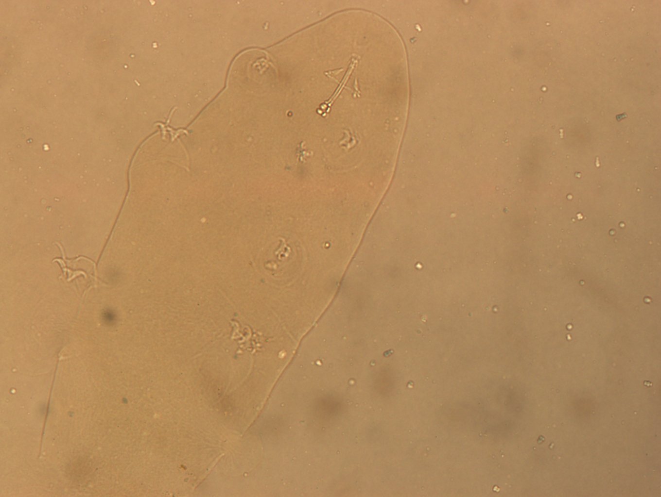 Ramazzottius oberhaeuseri image