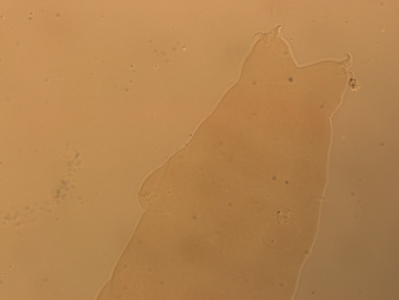 Ramazzottius oberhaeuseri image