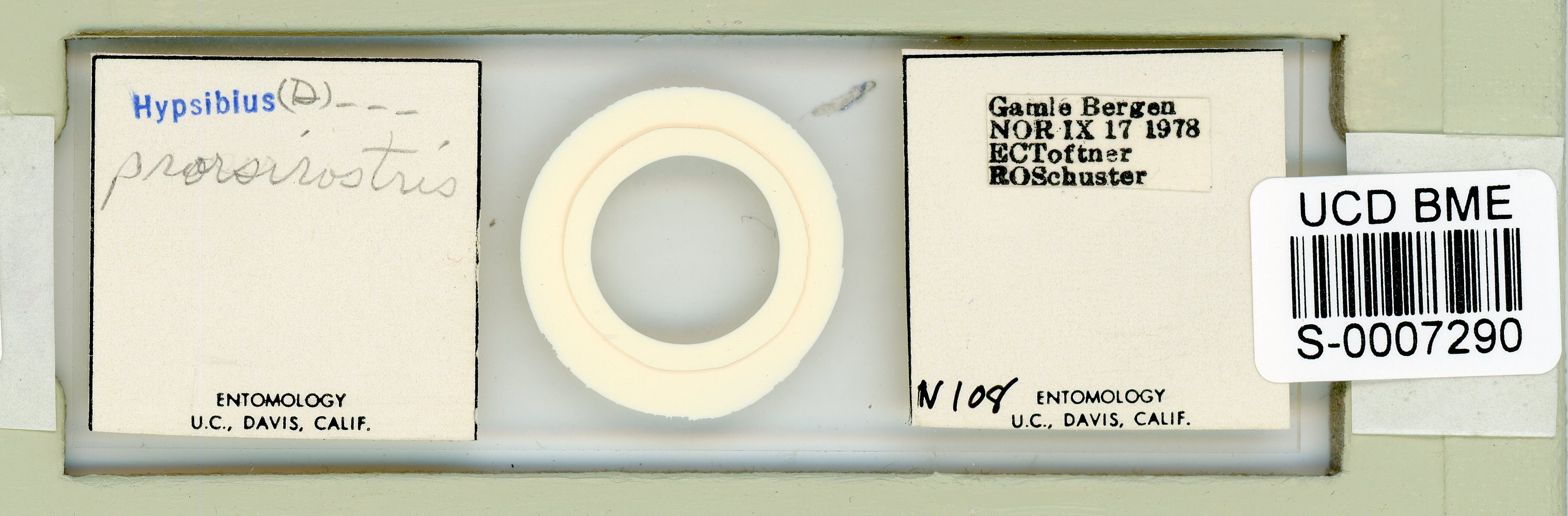 Adropion prorsirostre image