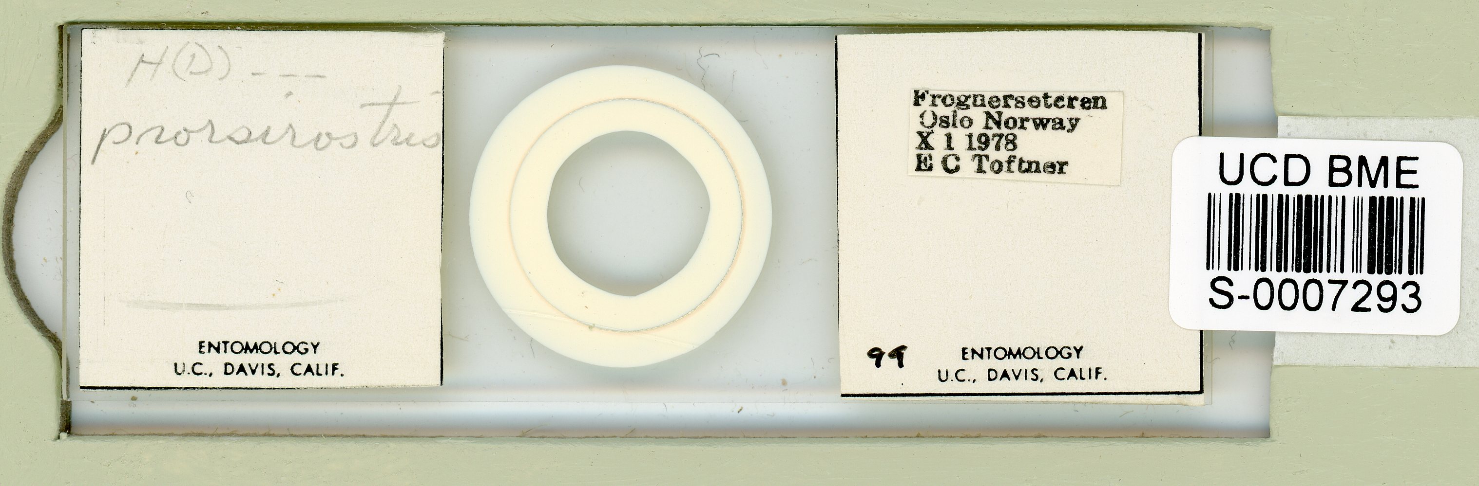 Adropion prorsirostre image