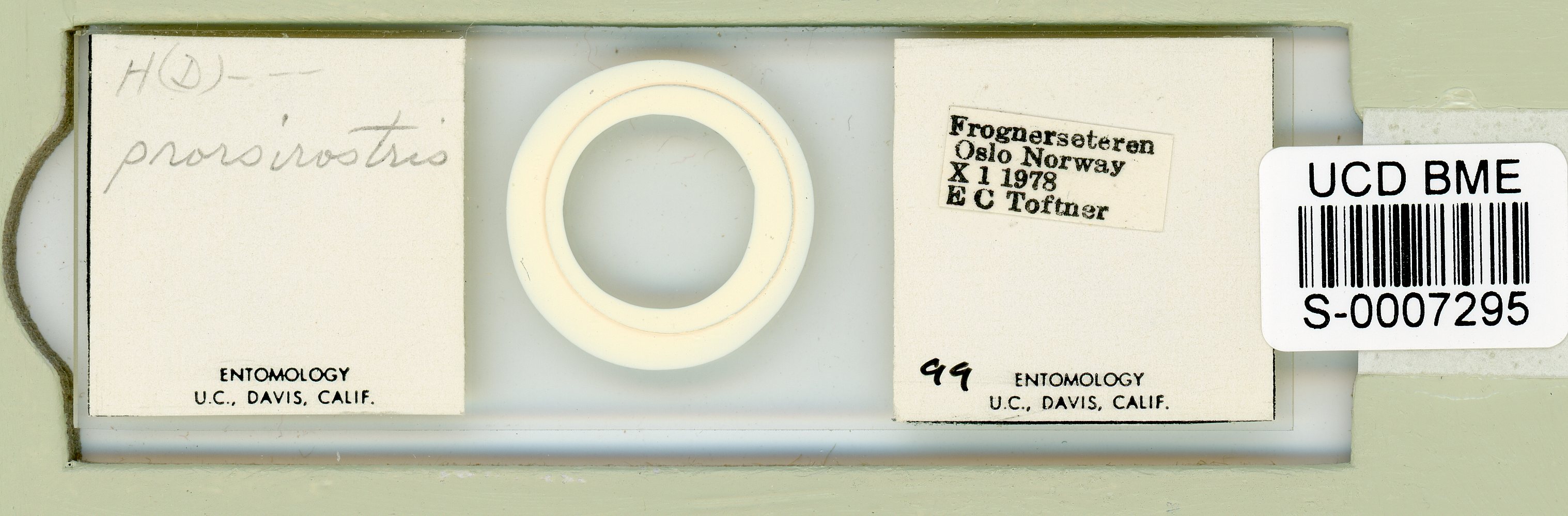Adropion prorsirostre image