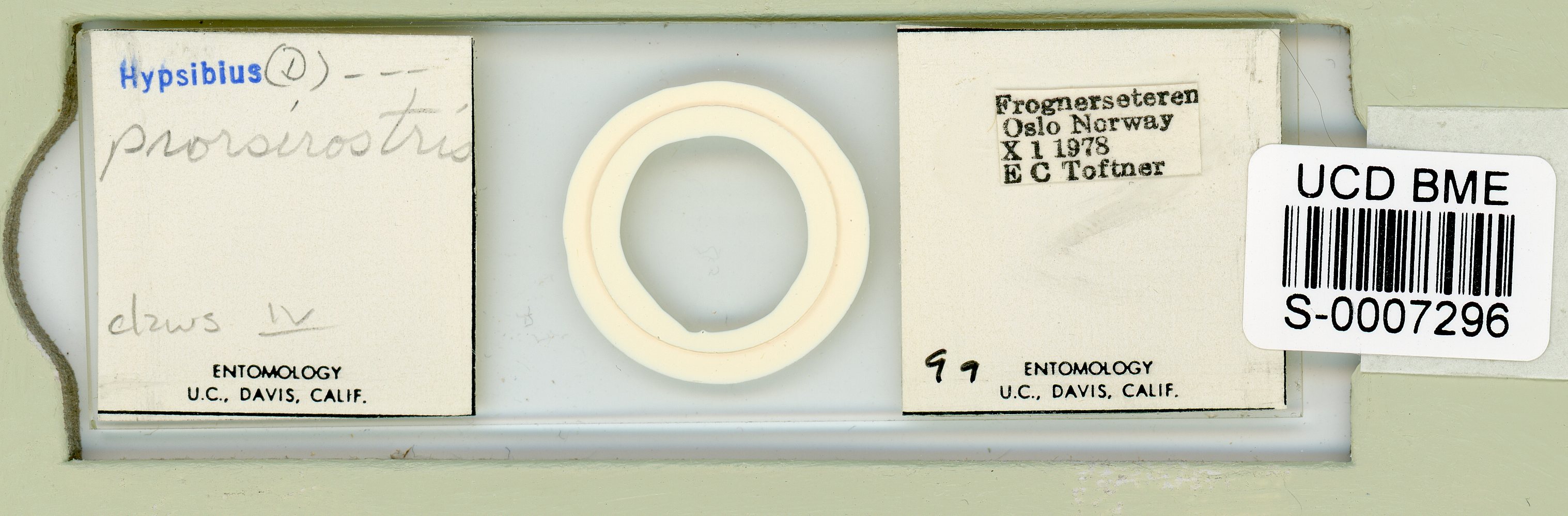 Adropion prorsirostre image