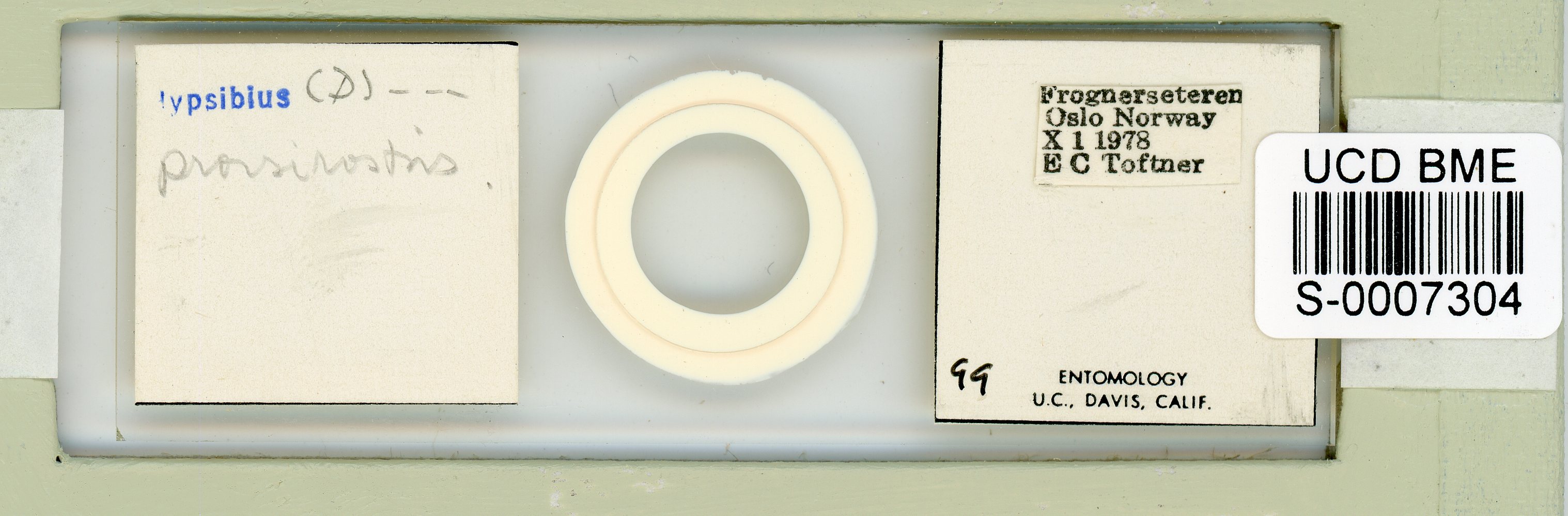 Adropion prorsirostre image