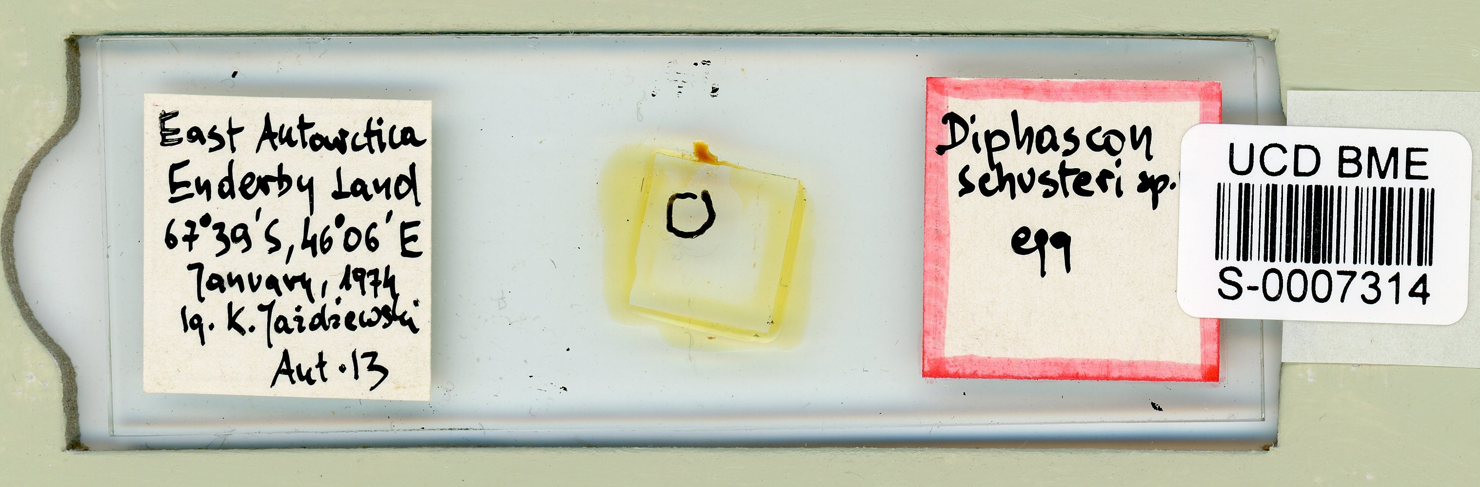 Hebesuncus schusteri image
