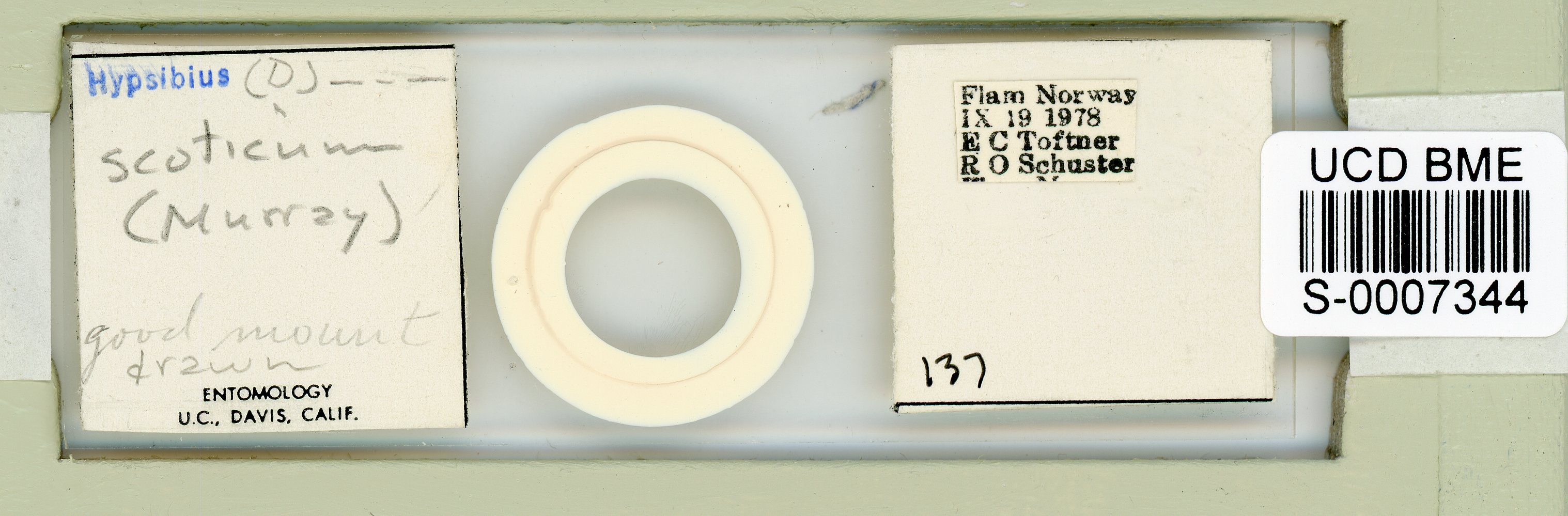 Adropion scoticum image
