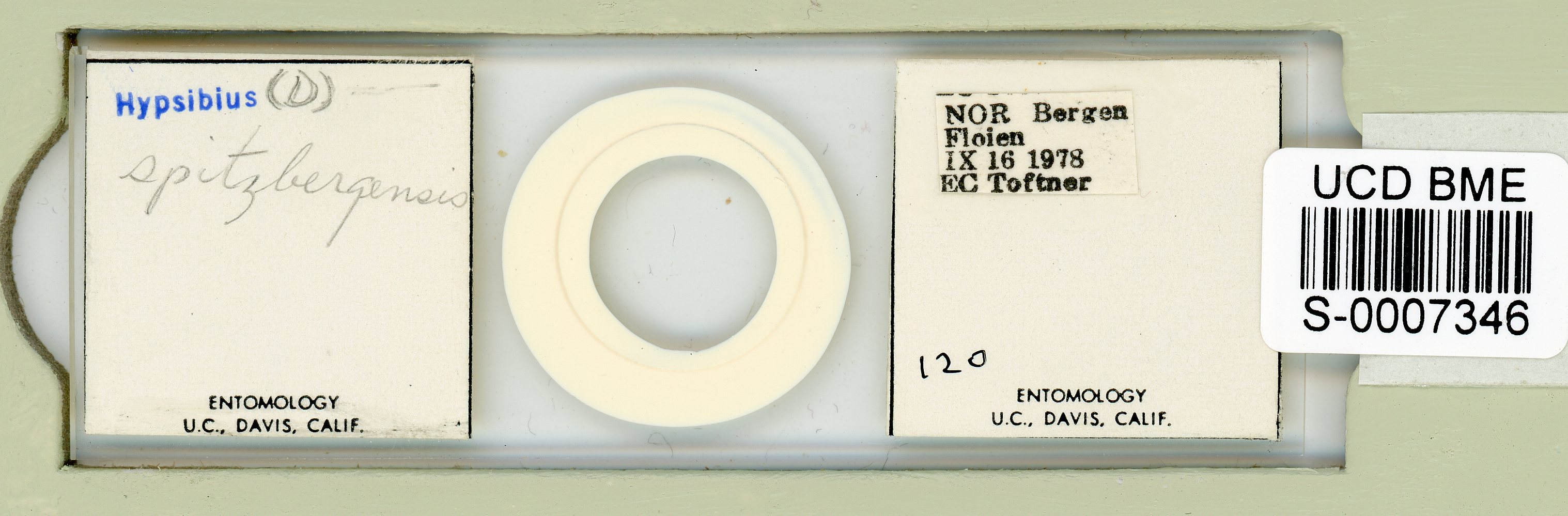 Mesocrista spitzbergensis image