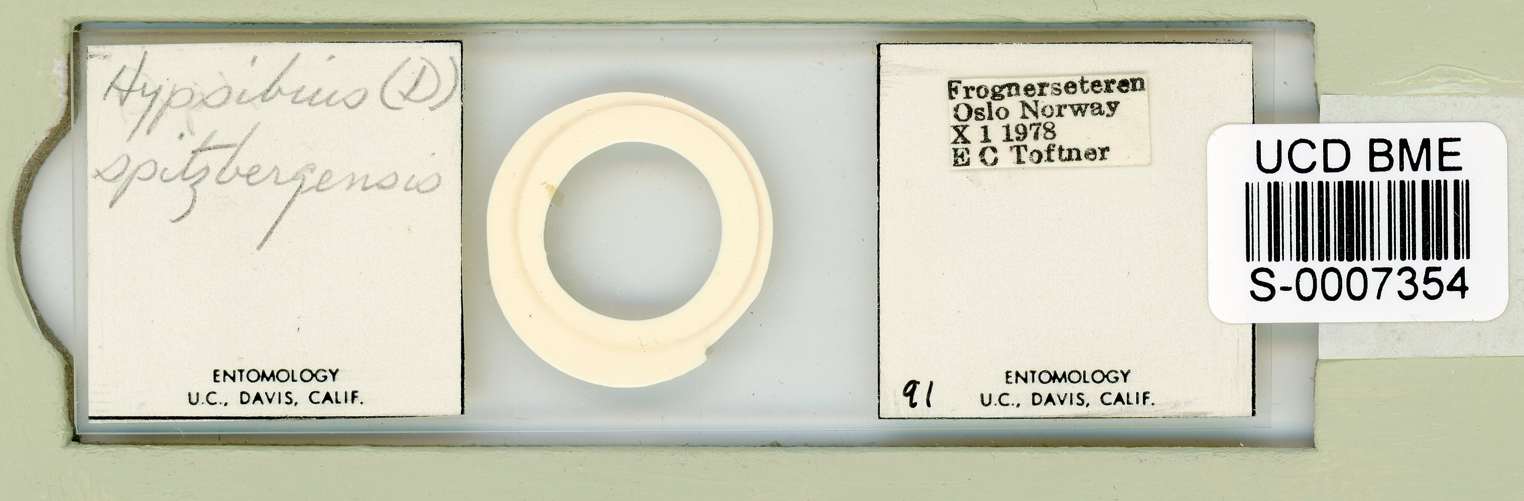 Mesocrista spitzbergensis image