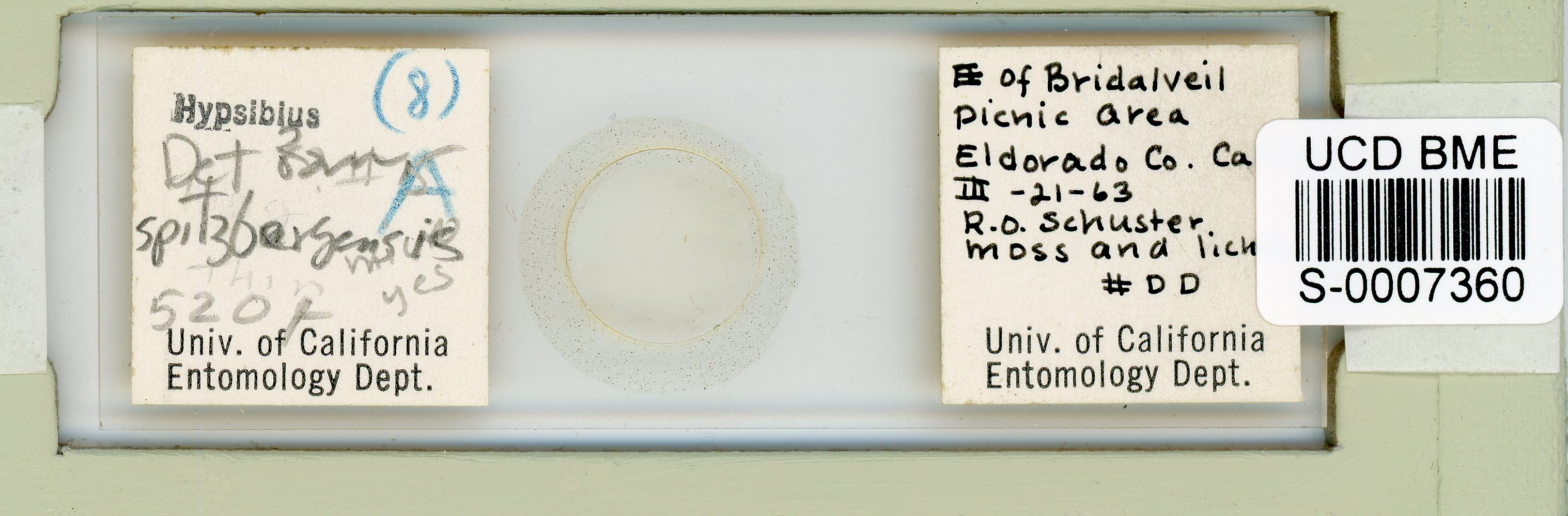 Mesocrista spitzbergensis image