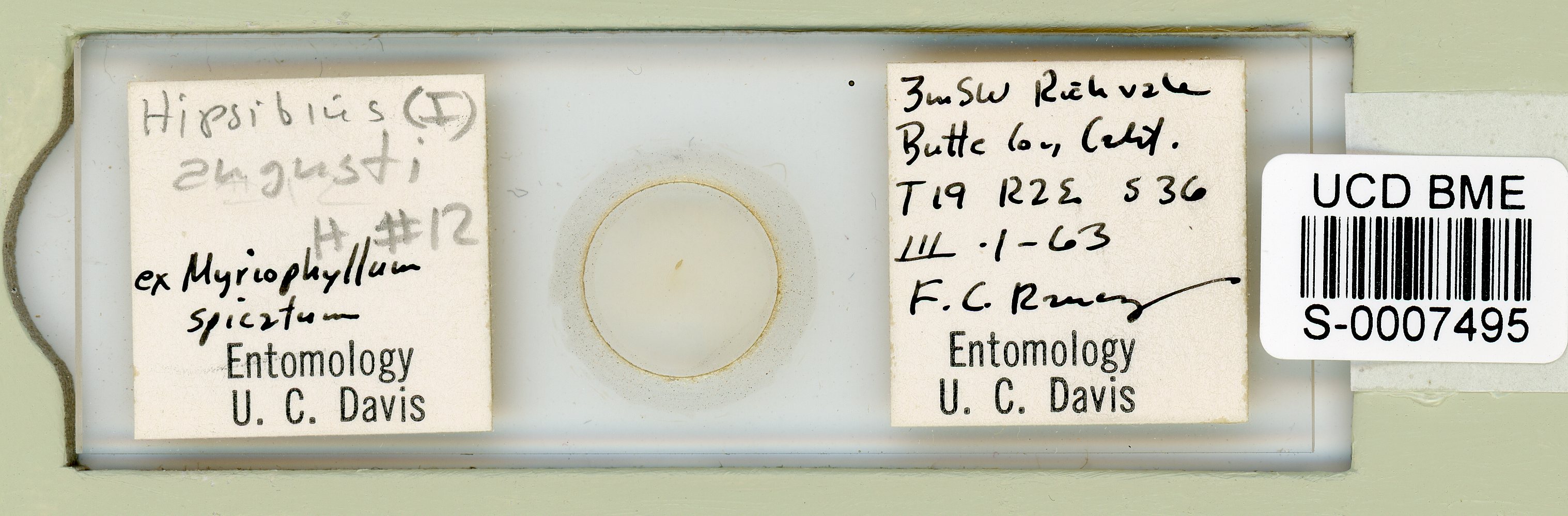 Thulinius augusti image