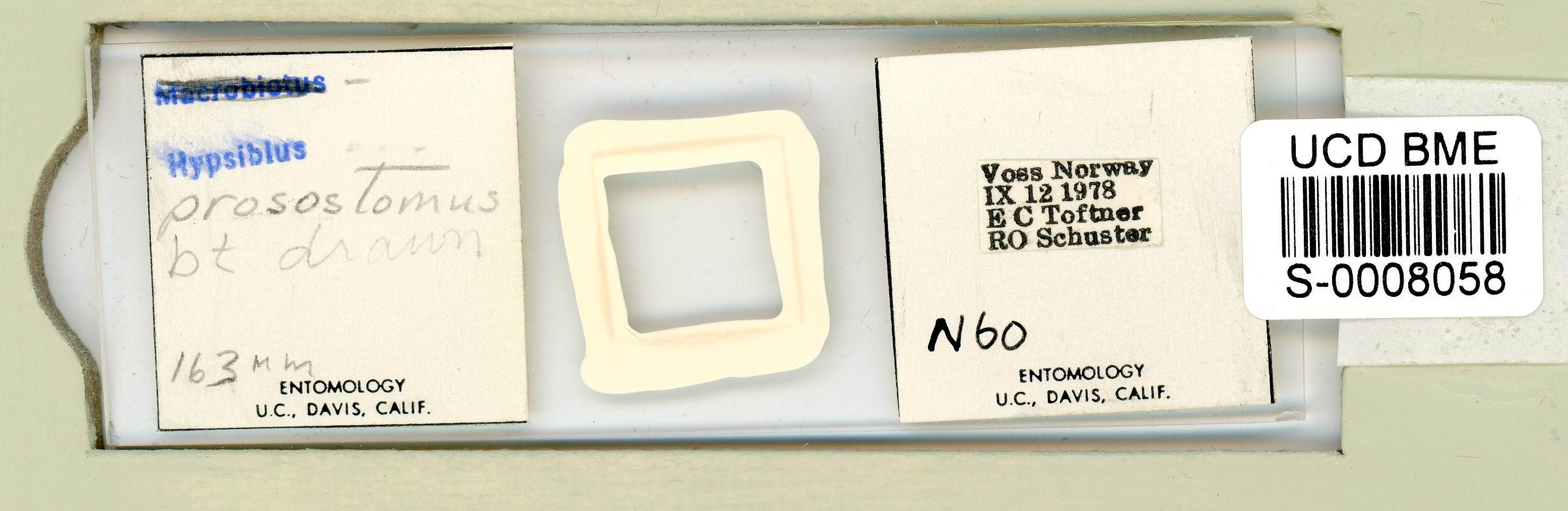 Isohypsibius prosostomus image