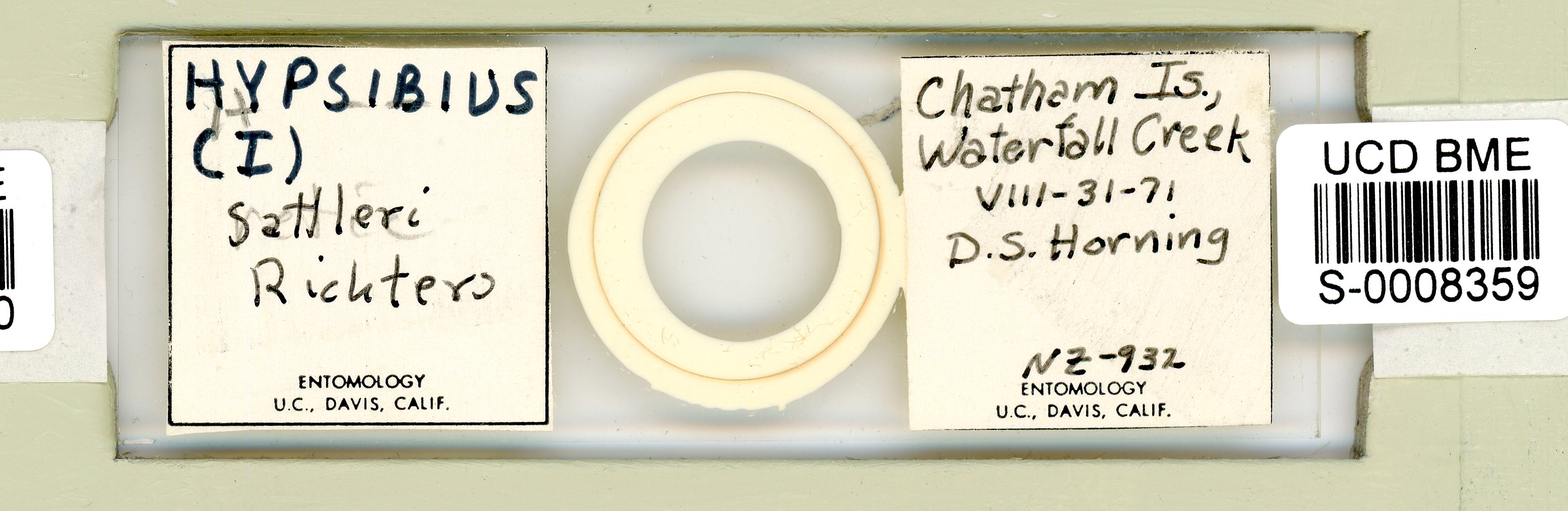 Isohypsibius sattleri image