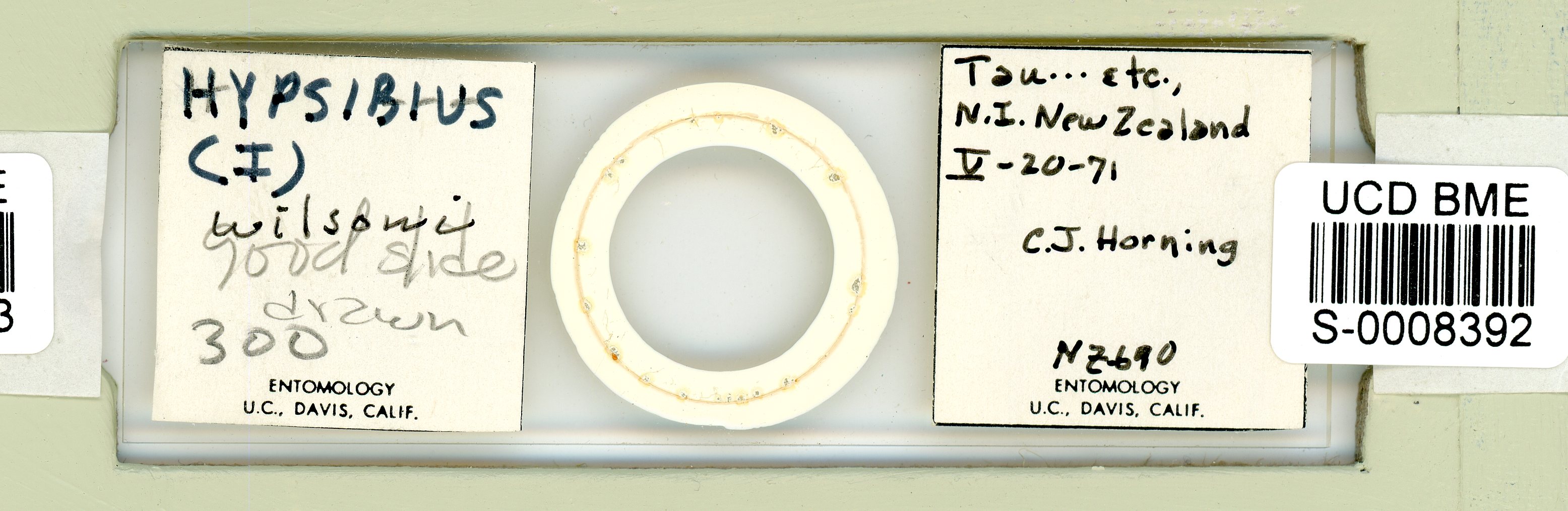 Isohypsibius wilsoni image