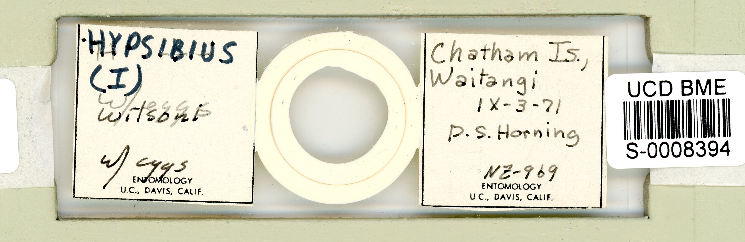 Isohypsibius wilsoni image