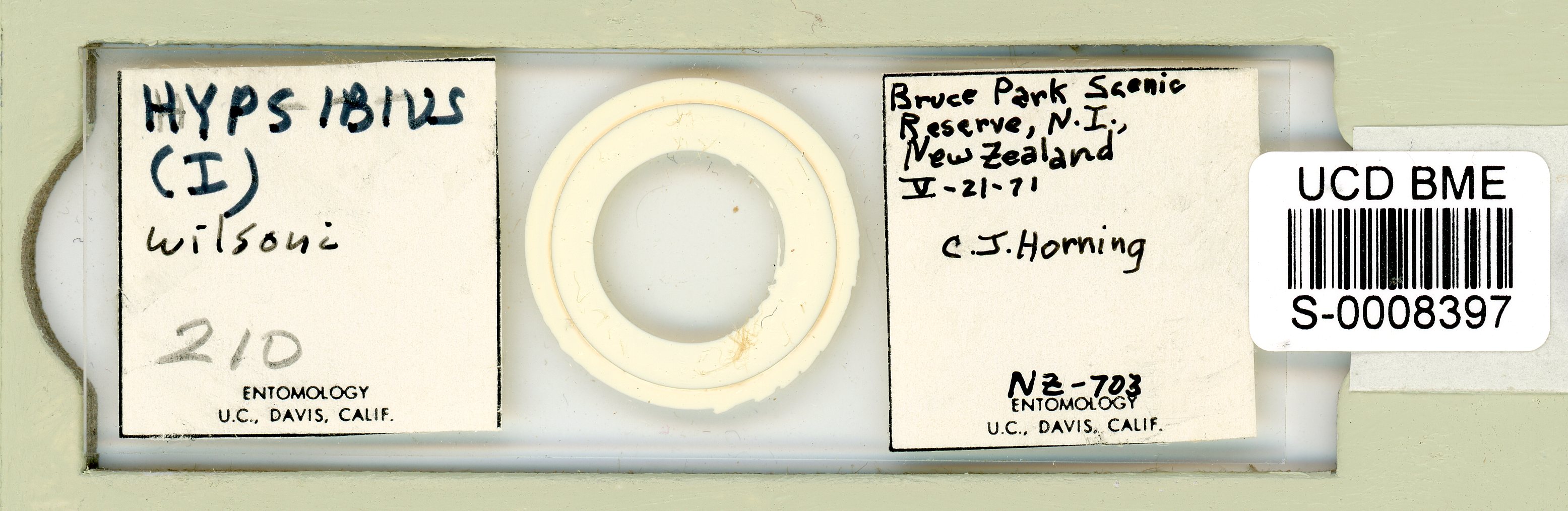 Isohypsibius wilsoni image