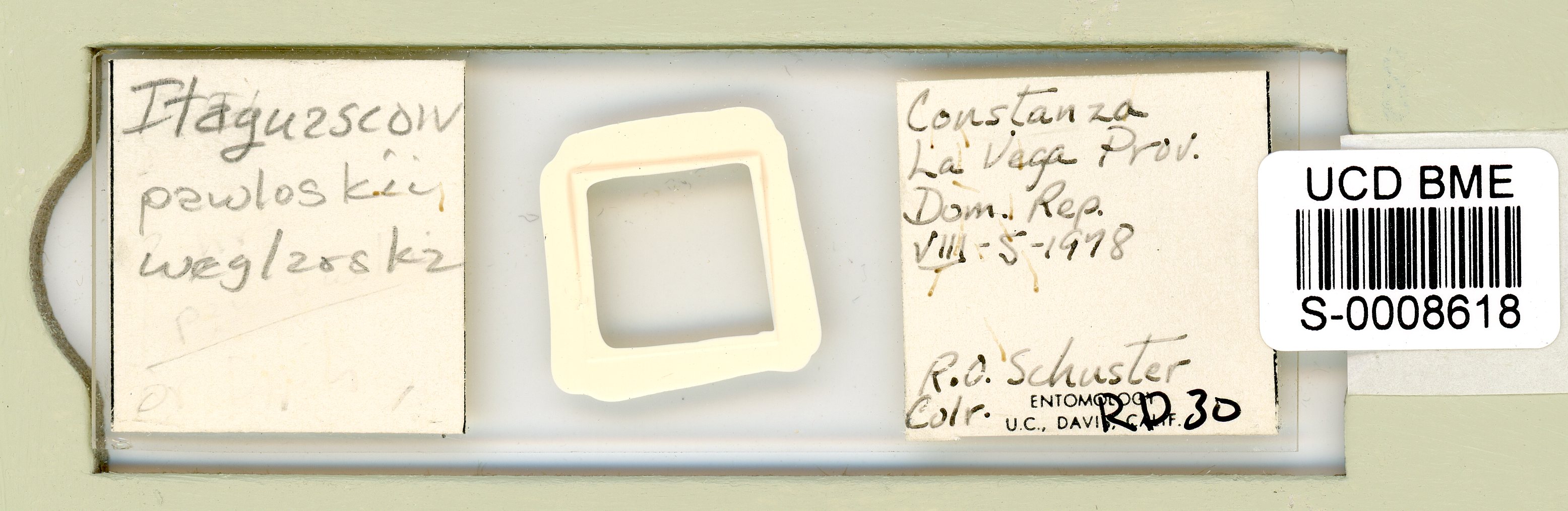 Itaquascon pawlowskii image