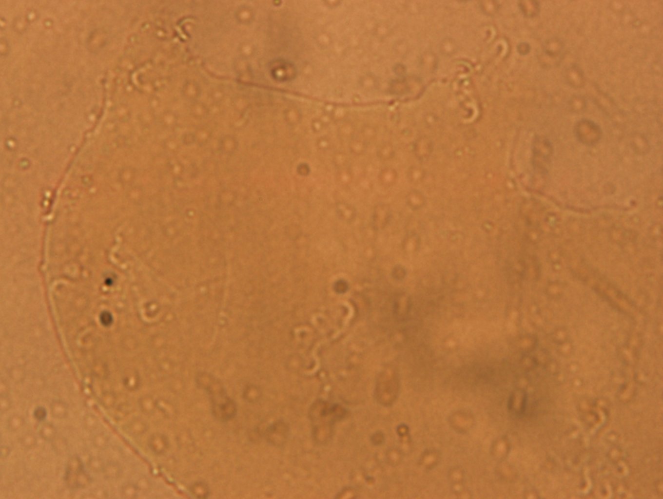 Archechiniscidae image
