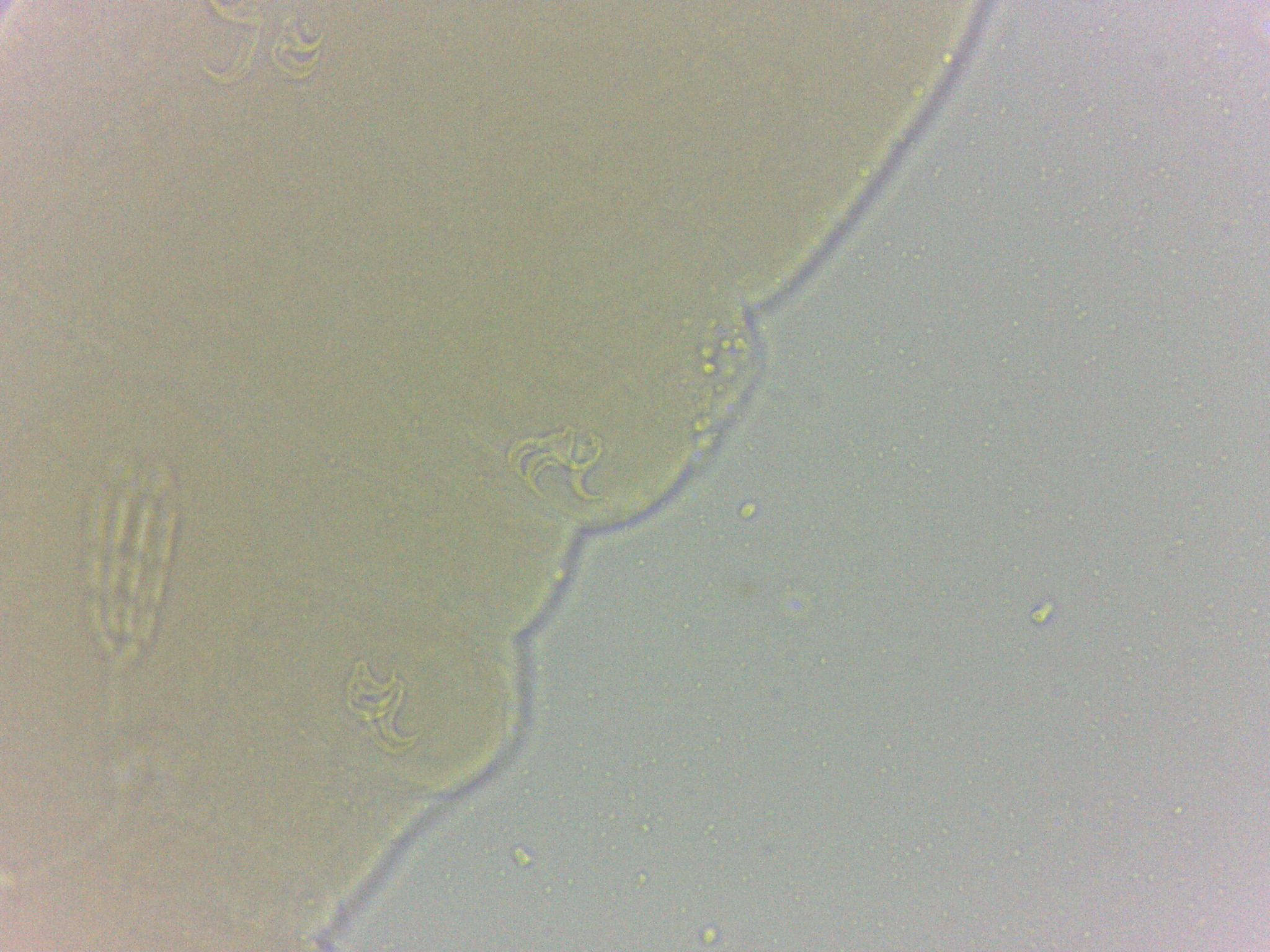 Diphascon alpinum image