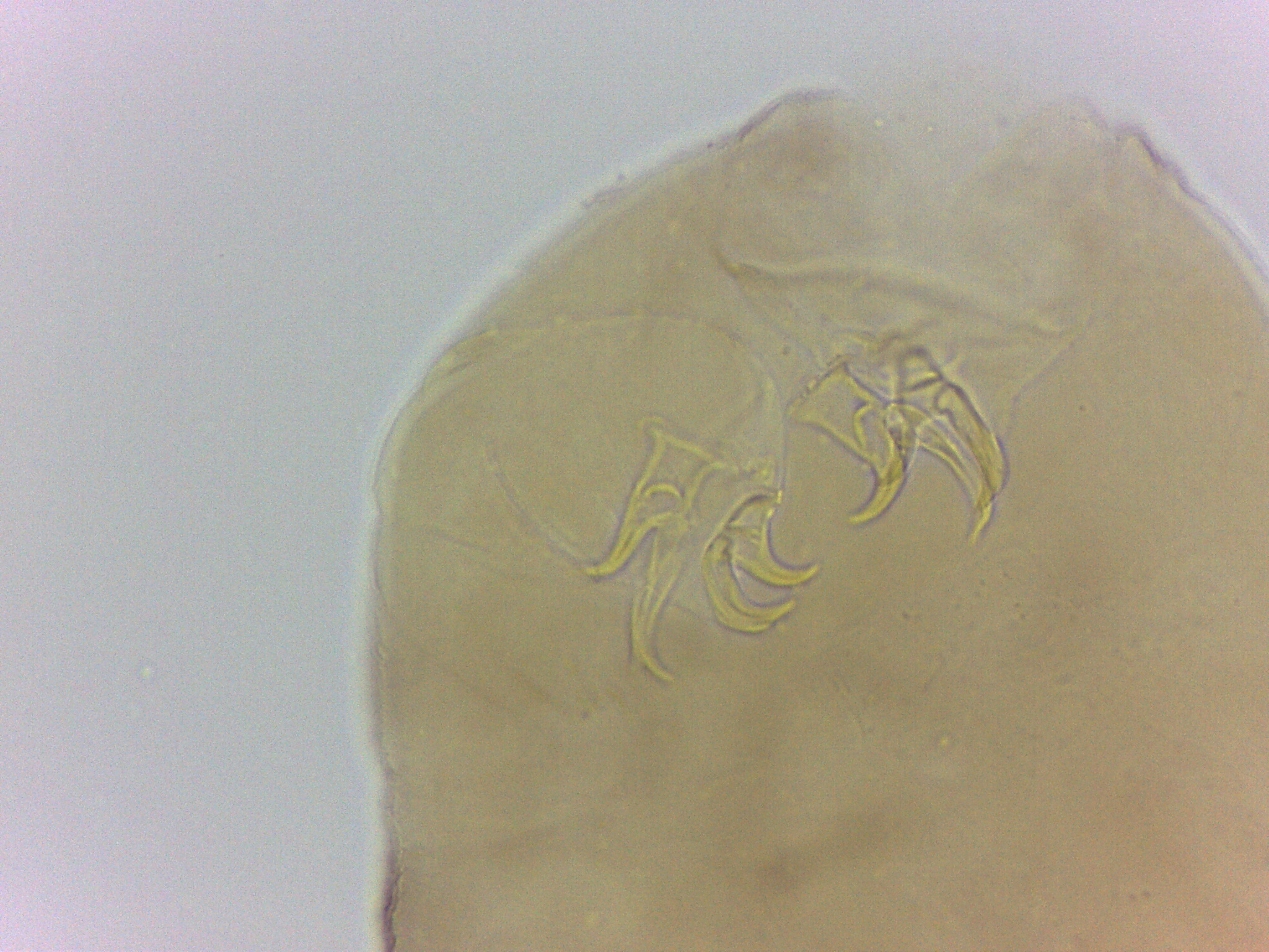 Adropion belgicae image