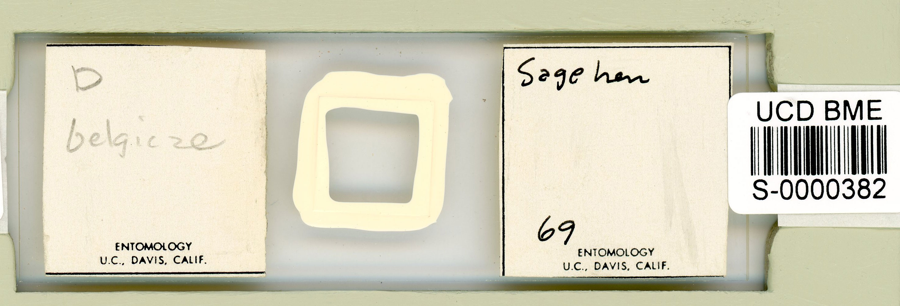 Adropion belgicae image