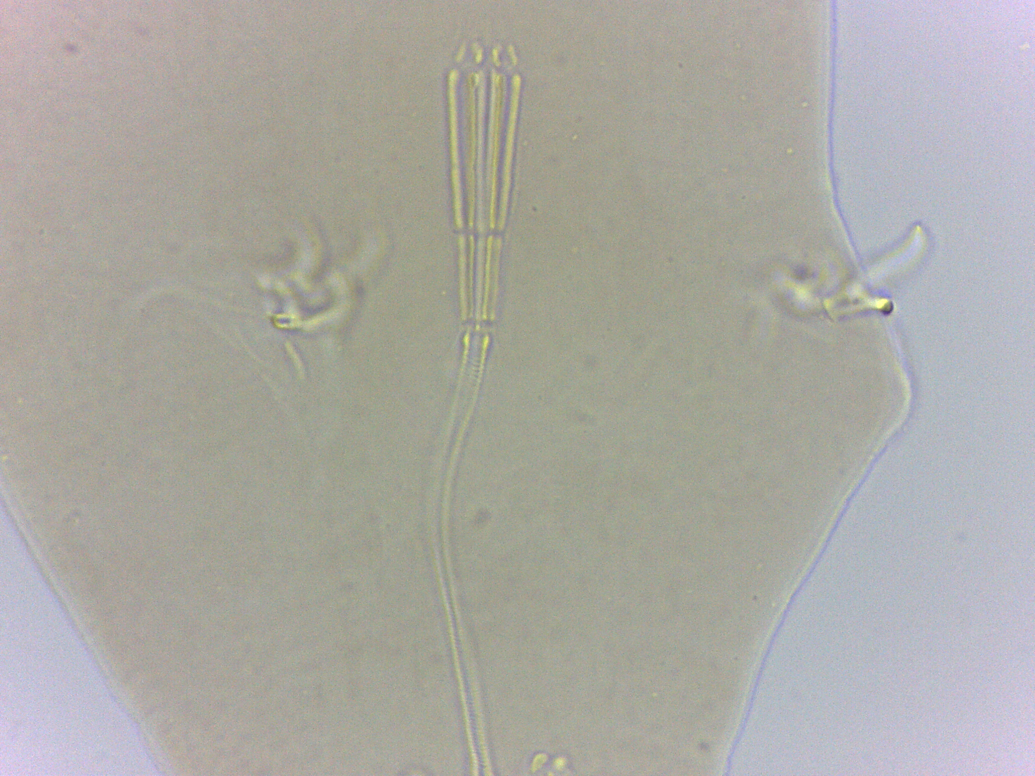 Adropion belgicae image