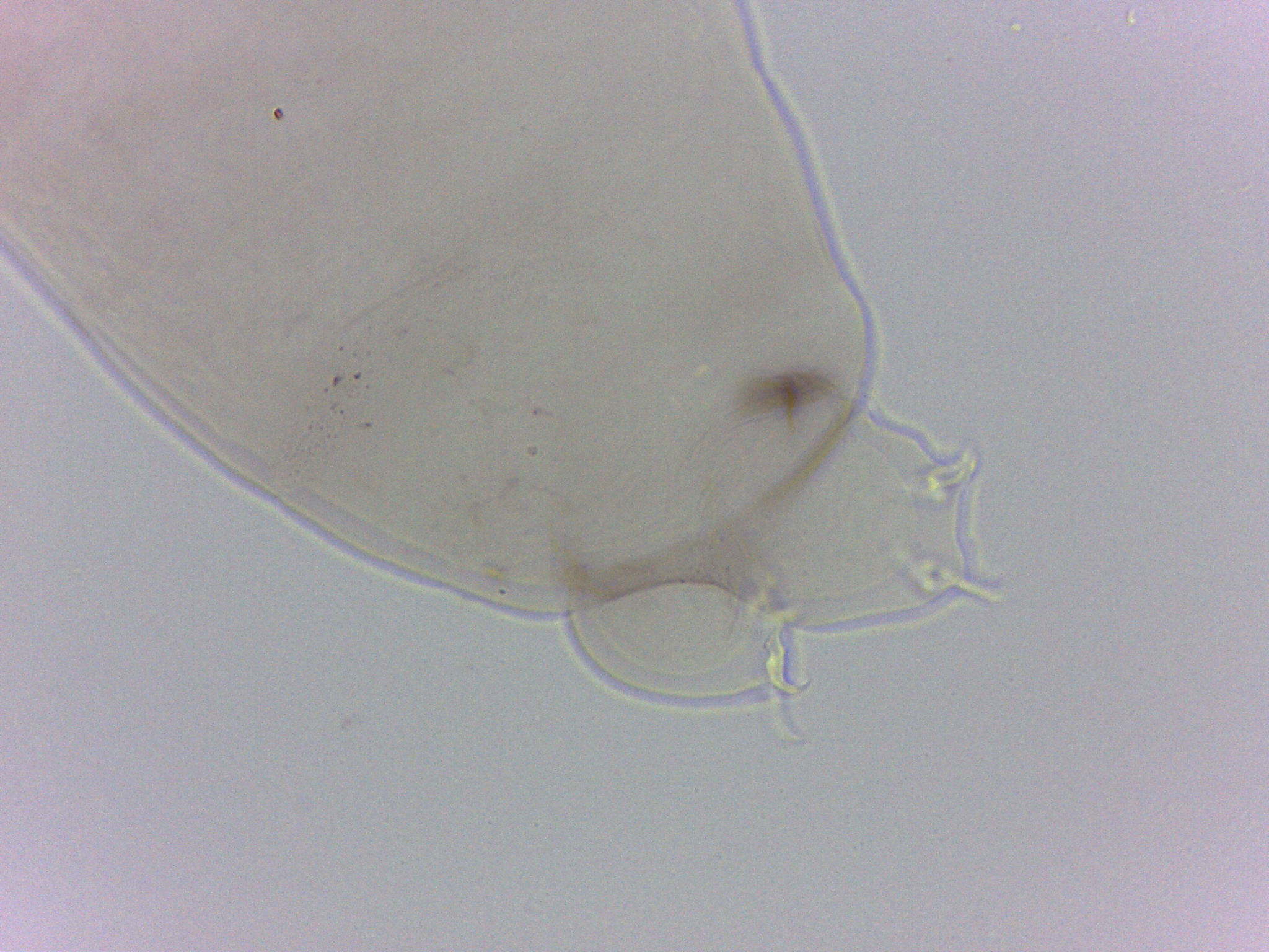 Diphasconinae image
