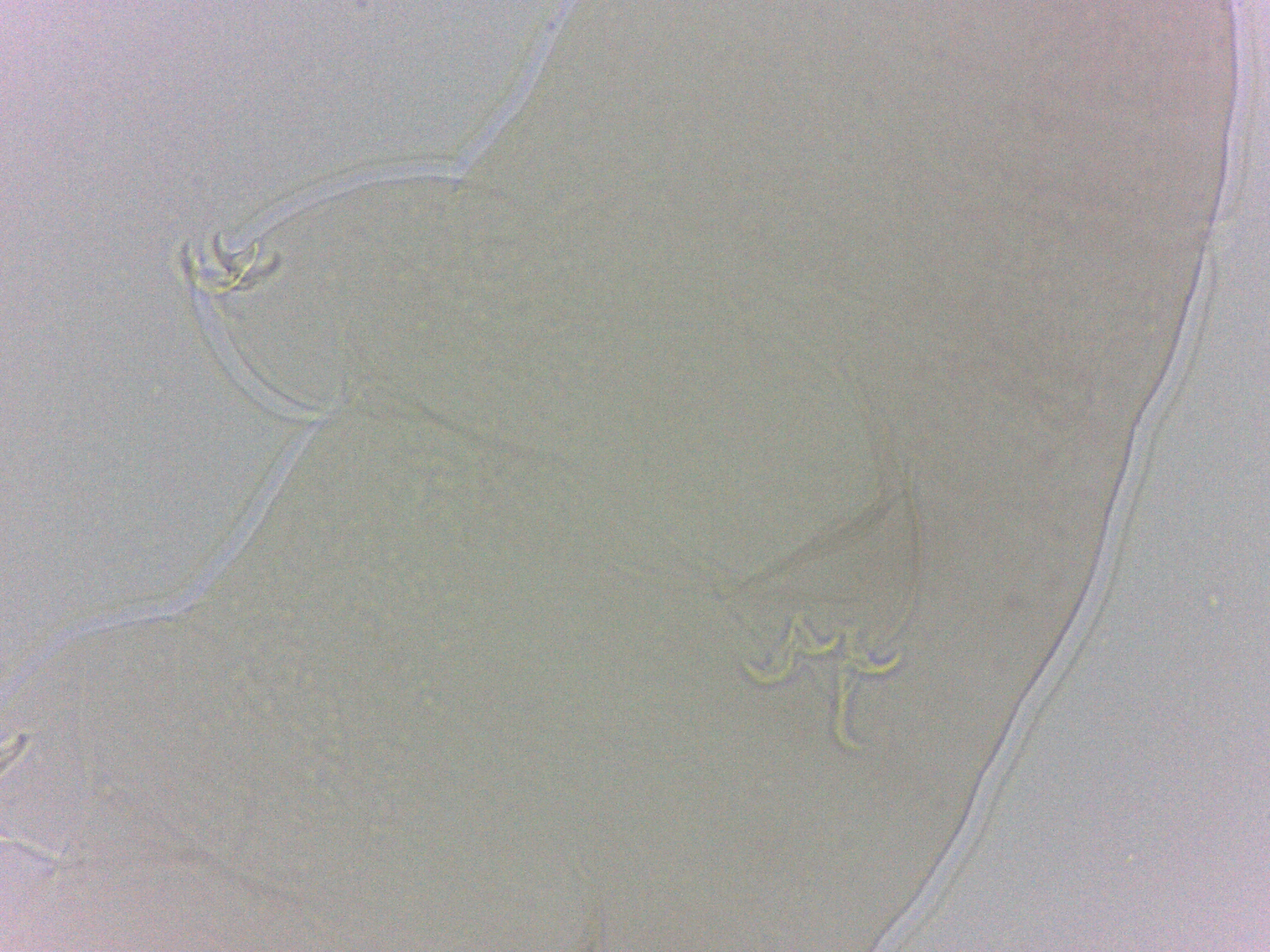 Diphascon chilenense image