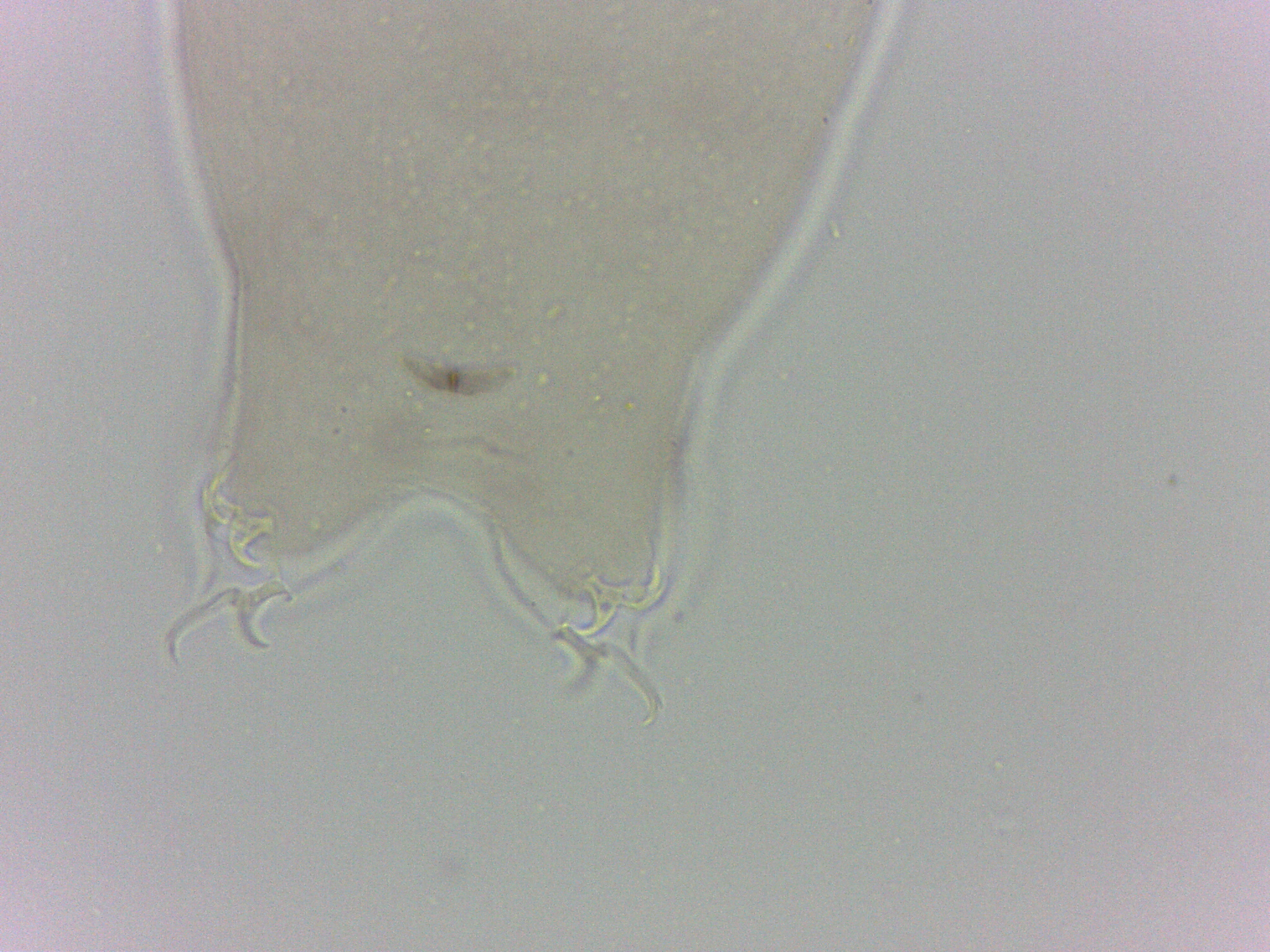 Diphascon chilenense image